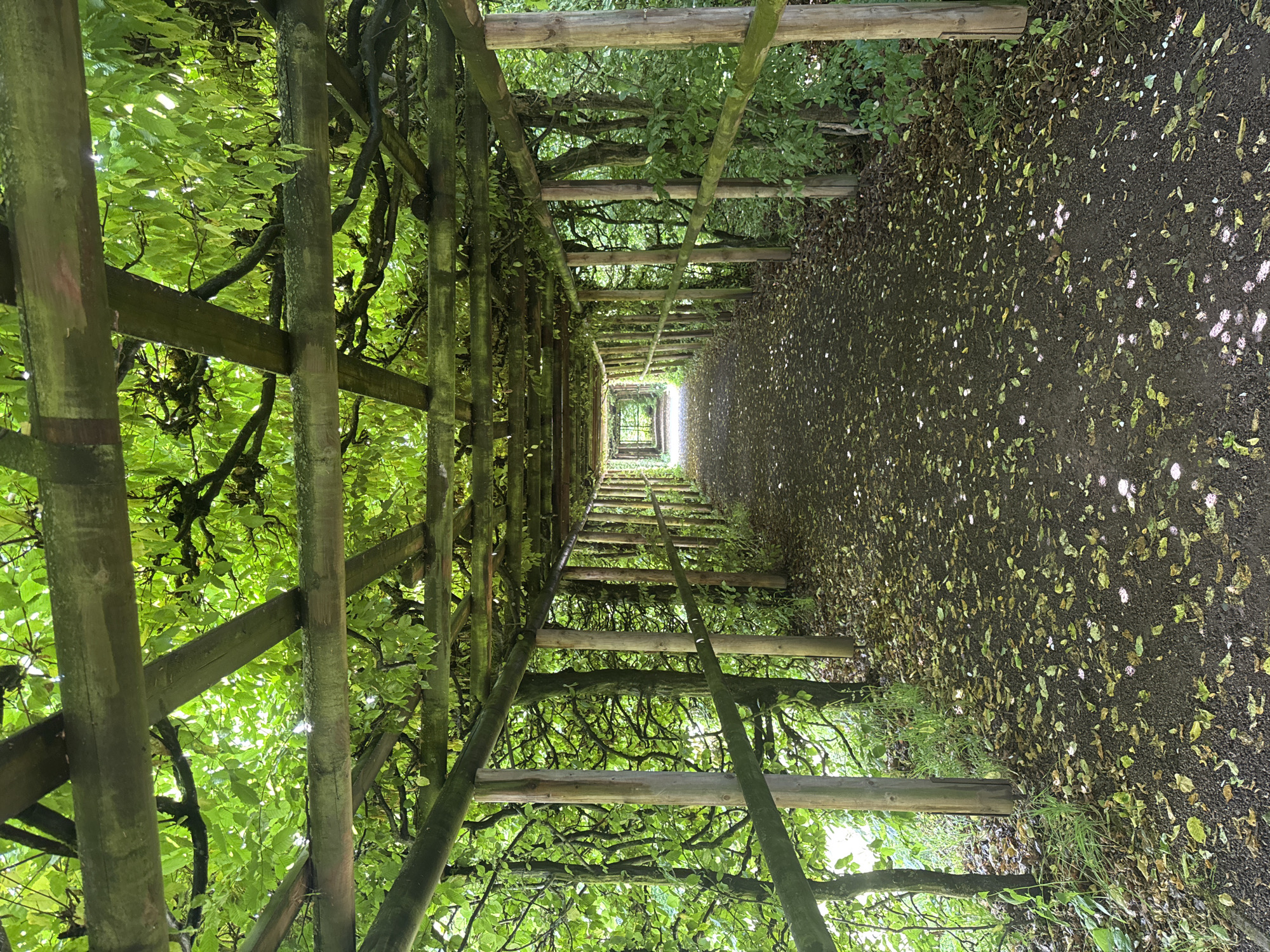 This is a photograph of a leafy green tunnel or walkway in Weimar, Germany. The walkway is covered by a wooden structure with a roof made of intertwined branches and leaves. The path is covered with dark soil and scattered leaves. Wooden posts support the structure along the sides. In the distance, the walkway opens up to a bright, sunlit area, possibly an exit from the tunnel. The surrounding environment is lush with greenery, suggesting a park or garden setting. The lighting is dappled, with sunlight filtering through the leaves. There are no people visible in the image.