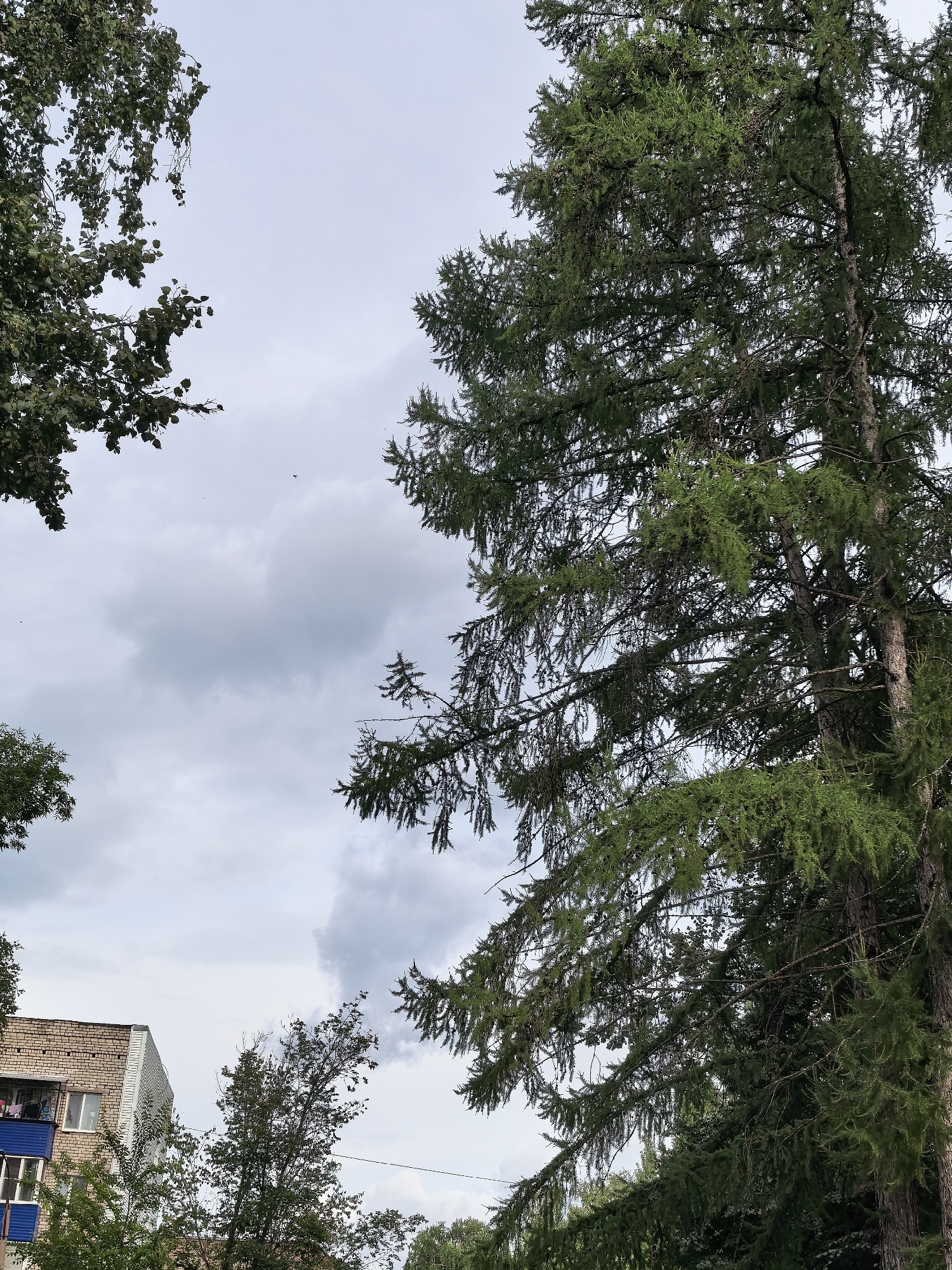 This is a vertical, eye-level, outdoor, daytime, full shot of a suburban sky with trees in the foreground and a building in the background. The sky is overcast with gray clouds and some light blue patches visible. Several small dark birds are flying in the sky. On the left side, the tops of green leafy trees frame the sky. On the right, the branches and needles of a large coniferous tree, likely a larch, dominate the frame, reaching towards the sky with its textured bark visible. In the lower left quadrant, the upper portion of a brick apartment building with a blue balcony is visible, nestled among green trees. The overall impression is one of a cloudy day in an urban or semi-urban environment. The scene is located in Sterlitamak, Russia.