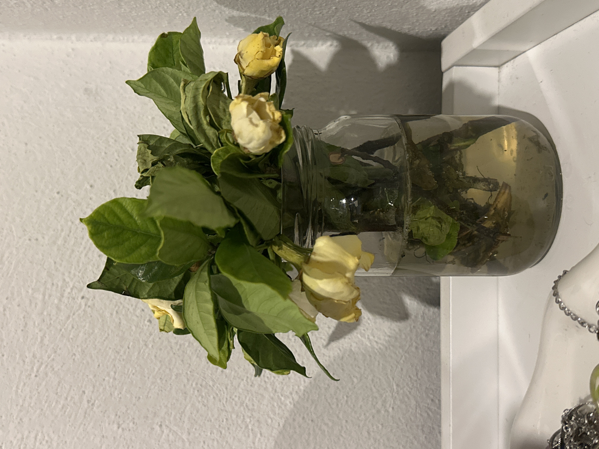 The image displays a clear glass jar holding a bouquet of wilted or dried flowers and green foliage, positioned on a white shelf against a textured, light-colored wall. The jar contains murky, greenish-brown water, with submerged plant stems and debris visible. The flowers are pale yellow to cream-colored, showing signs of decay with curled petals, while the leaves, though still mostly green, also appear somewhat withered. Soft shadows are cast on the wall behind the jar and flowers, indicating an indoor setting with ambient lighting. To the far right, a segment of a white display stand, possibly a mannequin bust, is visible, adorned with a silver chain necklace. The overall scene suggests a still life featuring a past-prime floral arrangement in a domestic or casual interior environment. No visible text is present.