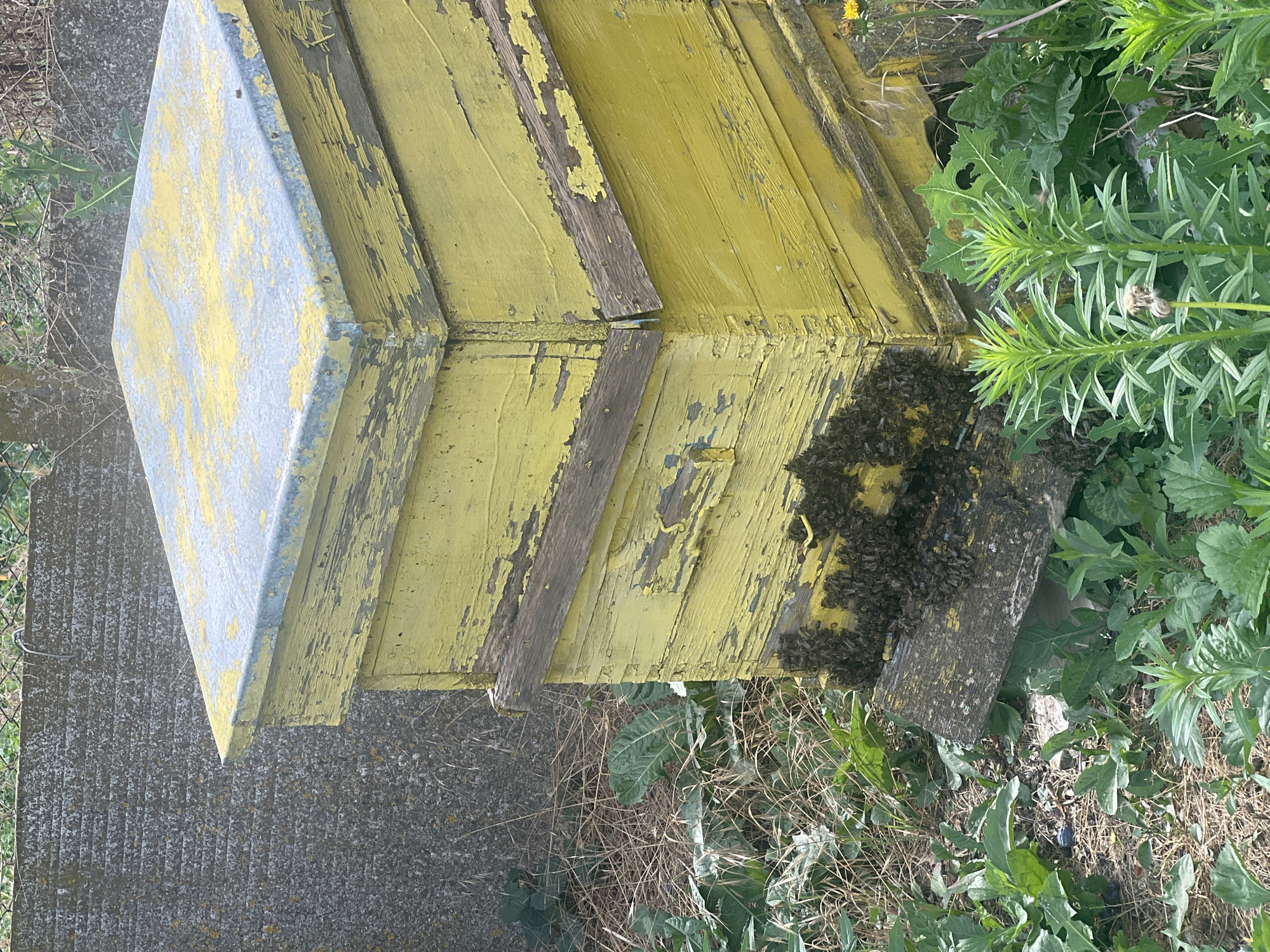 A close-up, overhead shot shows a weathered, yellow beehive. The hive is made of wooden planks, some of which are peeling and show signs of age. A cluster of bees is gathered on a wooden plank near the bottom of the hive. The beehive is situated outdoors, with green foliage and dry grasses surrounding it. The ground appears to be a mix of gravel and dirt. The overall scene suggests a natural, rural setting. The lighting indicates it is daytime, likely sunny given the sharp details. There is no visible text in the image. The location context is Ohrid, Bulgaria.