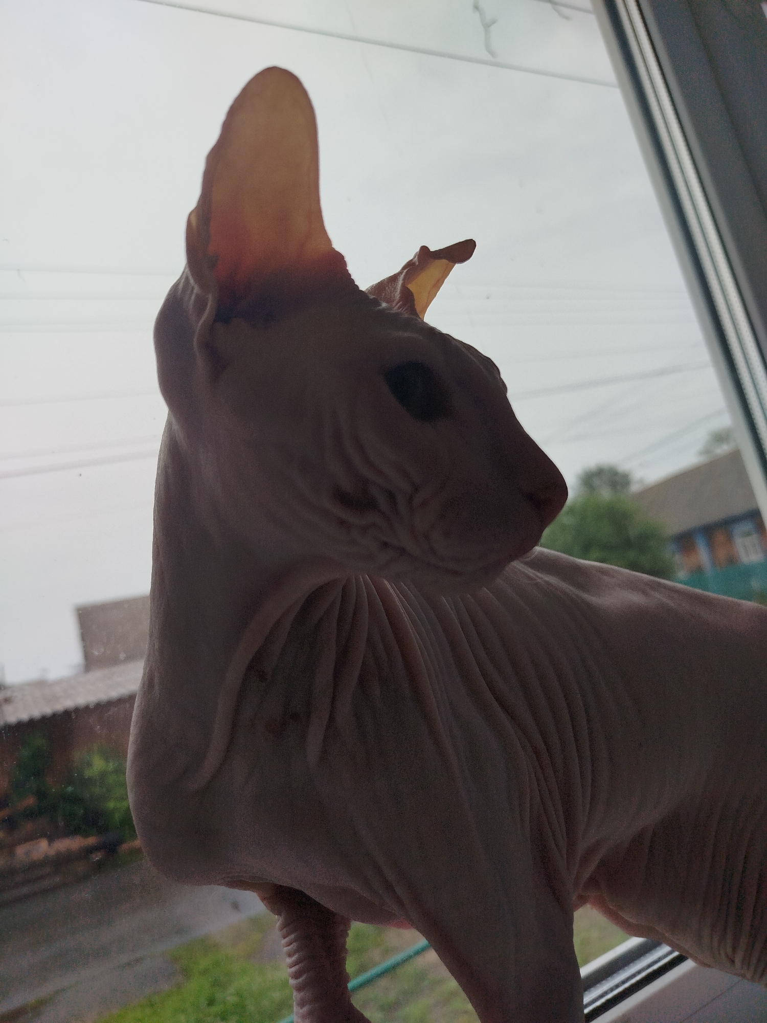 A Sphinx cat with wrinkled pink skin is silhouetted against a bright, overcast sky, viewed from a low angle near a window. The cat is positioned on a windowsill, with its head turned to the right, revealing its large ears and prominent facial features. The background shows a slightly blurred view of a street with houses and green foliage, indicative of a residential area. The scene suggests an indoor setting looking out onto a cloudy day in Zavodoukovsk, Russia.