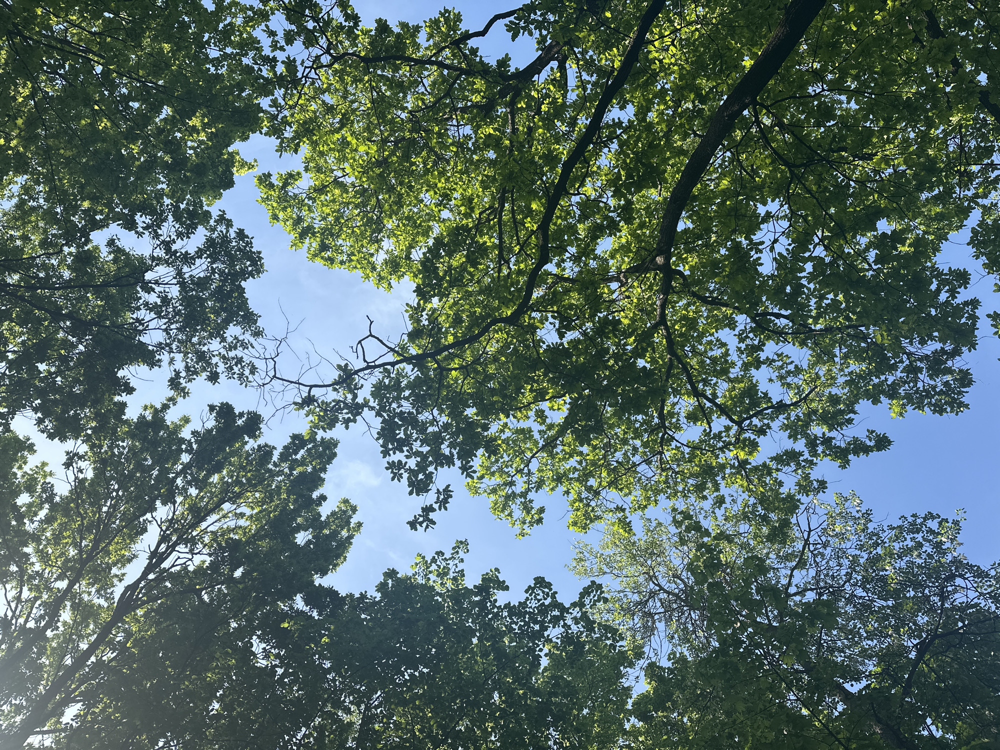 The image is an upward-facing view through tree branches and leaves against a blue sky. The leaves are green and lush, suggesting a warm season. The tree branches are dark and bare in some areas, providing a contrast to the bright foliage. The light is diffused through the leaves, creating a dappled effect. The location is likely a park or wooded area. The specific location in Nizhny Novgorod, Russia, cannot be determined without additional information. There are no people or other discernible objects in the image.