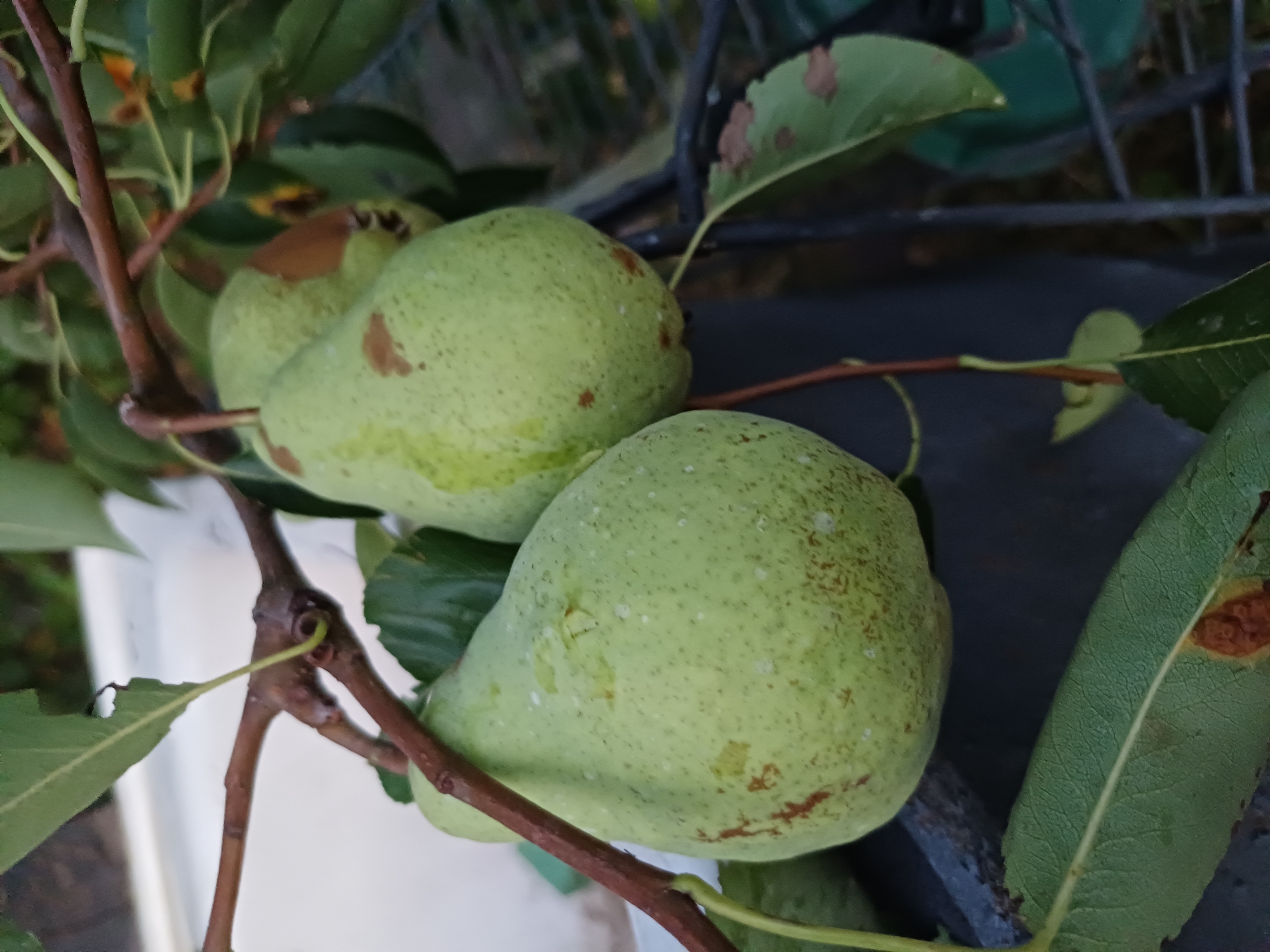 The image shows three pears hanging from a tree branch. The pears are green and have brown spots. The branch is brown and has green leaves. The background is blurry and appears to be a garden. The location is Sulymivka, Ukraine.