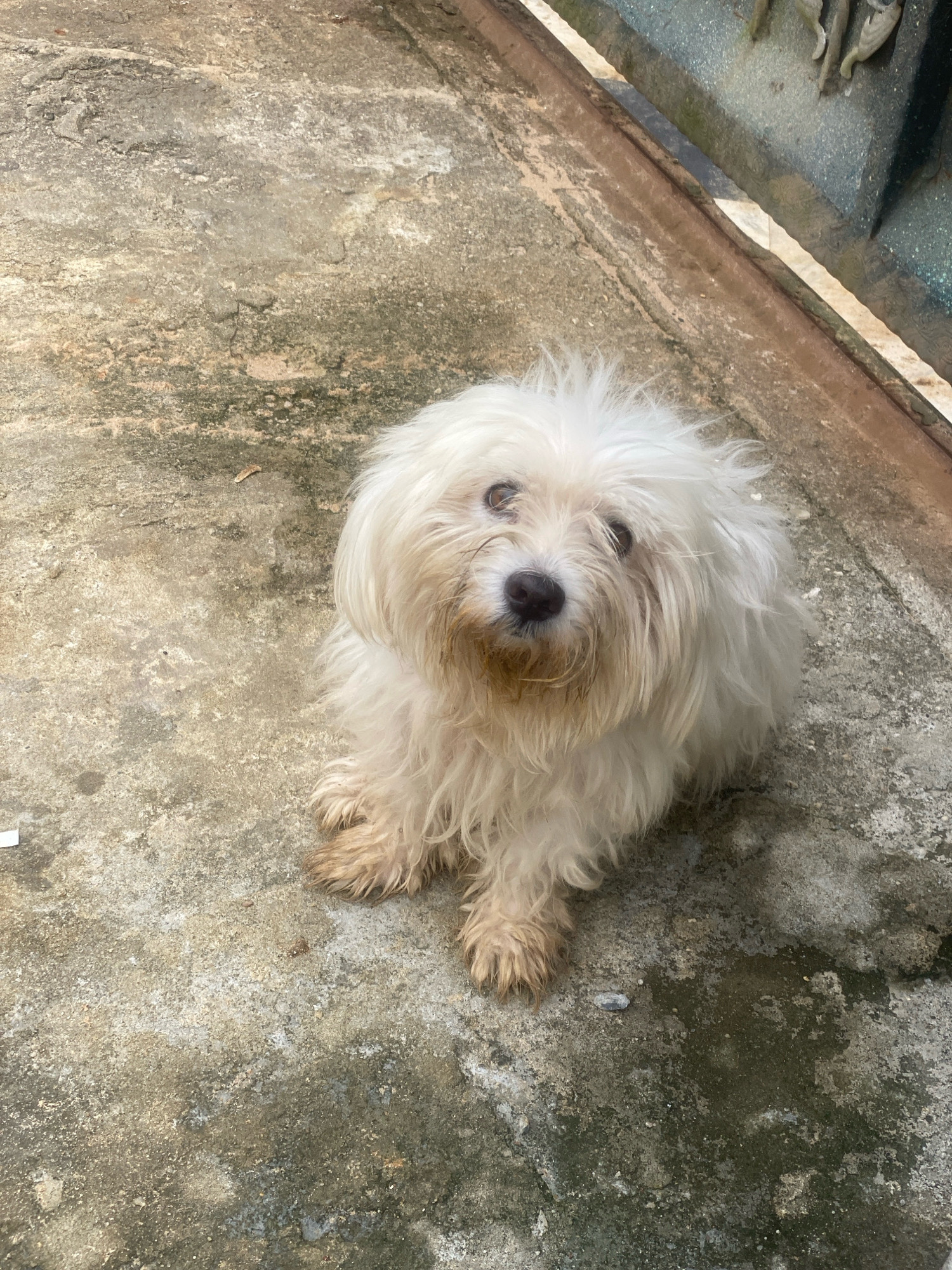 A fluffy white Maltese dog sits on a textured, grey concrete surface. The dog's fur is a bit matted, particularly around its face and paws, with some dirt visible. Its eyes are dark and appear slightly sad. The concrete is uneven with patches of discoloration and what appears to be moss or algae growth, suggesting it is outdoors. In the background, to the right, a rusty brown metal bar runs horizontally, separating the concrete from a darker, possibly metallic or stone structure with decorative elements. The scene is lit by natural light, casting shadows on the ground. This setting is consistent with an outdoor area in a neighborhood like Rumukwachi, Nigeria, where concrete pathways are common.
