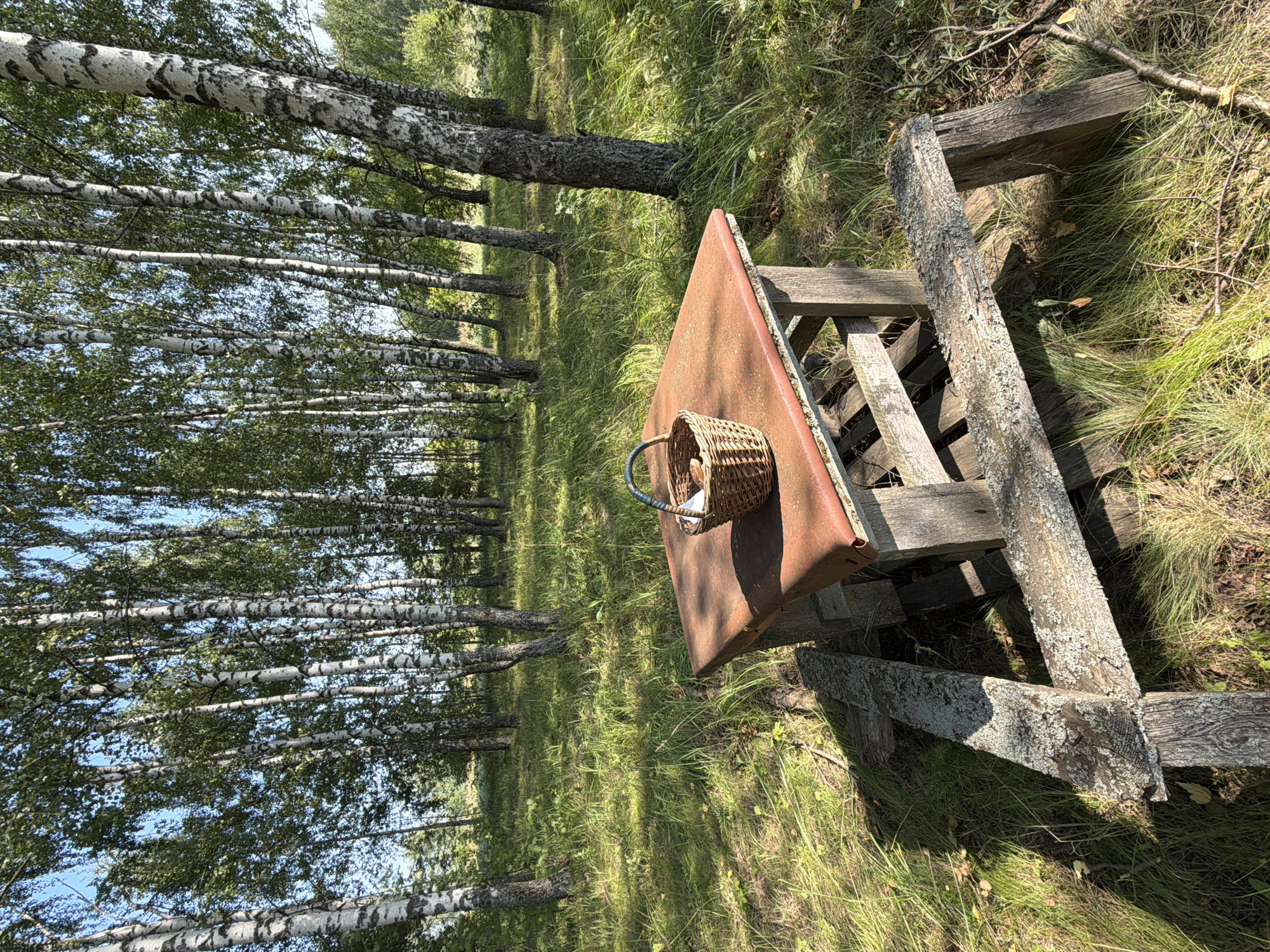 A rustic wooden table with a rusty red top stands in a sun-dappled birch forest. A small woven basket sits on the table. The table is supported by rough-hewn wooden legs. The forest floor is covered in tall green grass and scattered fallen leaves. In the background, numerous birch trees with their distinctive white bark and green foliage create a dense woodland scene. The sky above is a clear blue. The scene appears to be in Lubyantsy, Russia, a rural location known for its forests. There are no people or animals visible in the image.