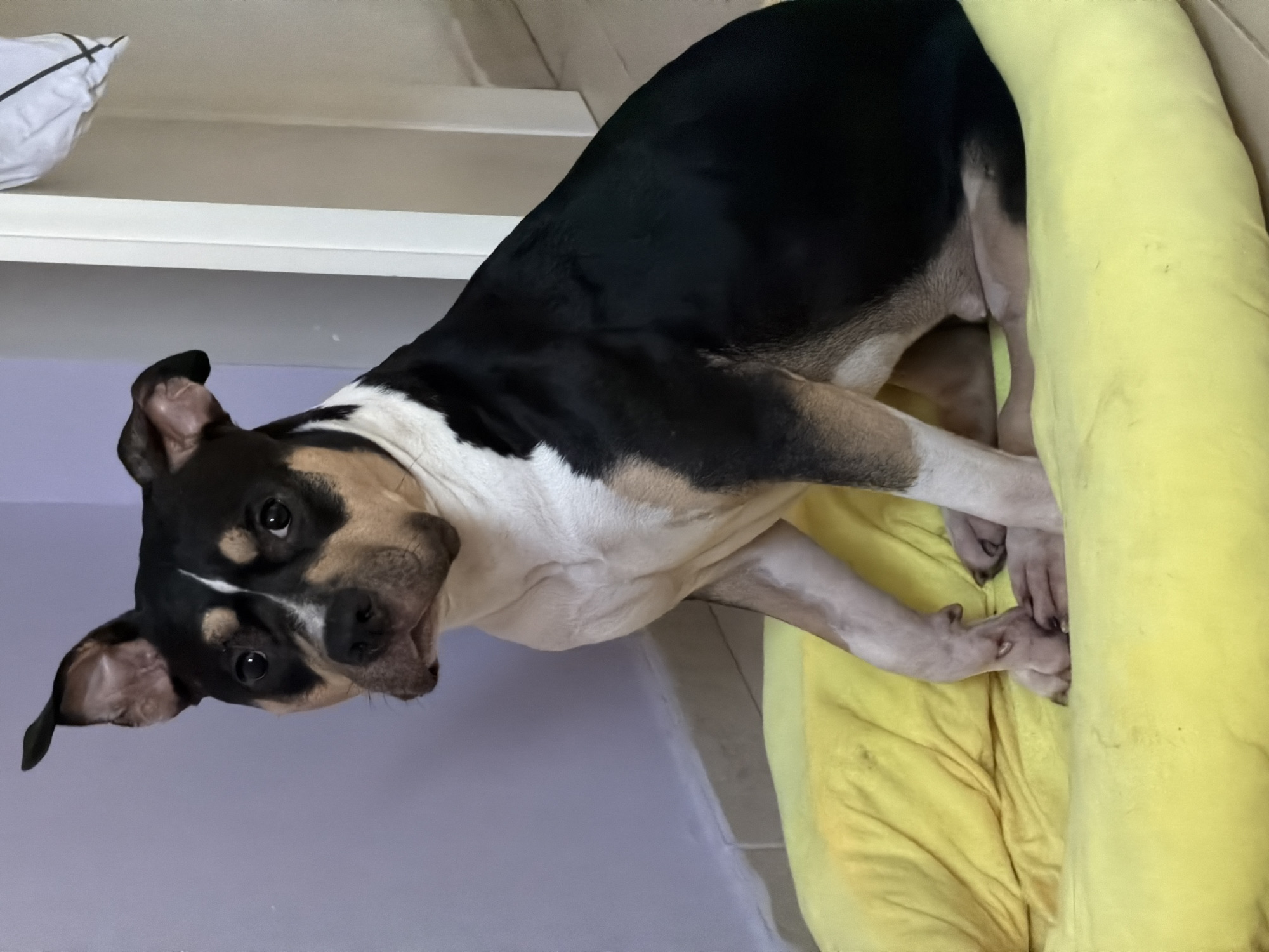 A tricolor dog, featuring black, white, and tan fur, is seated upright on a bright yellow pet cushion in an indoor setting in Tel-Aviv, Israel. The dog, which appears to be a medium-sized bully breed type, exhibits a predominantly black back and sides, a white chest and throat, and distinct tan markings above its eyes, on its muzzle, and on its lower limbs. A white blaze extends from its forehead down its muzzle. Its ears are perked, particularly the left one, and its dark eyes are directed forward with an attentive gaze. The dog's front paws are positioned close together or slightly crossed on the cushion. In the background, a light purple wall is visible to the left, meeting a light-colored tiled floor at a white baseboard. To the right, a vertical white architectural element, likely a door frame or furniture edge, is present, with a fragment of a white object featuring black lines visible in the upper right corner. No human subjects or direct interactions are depicted.
