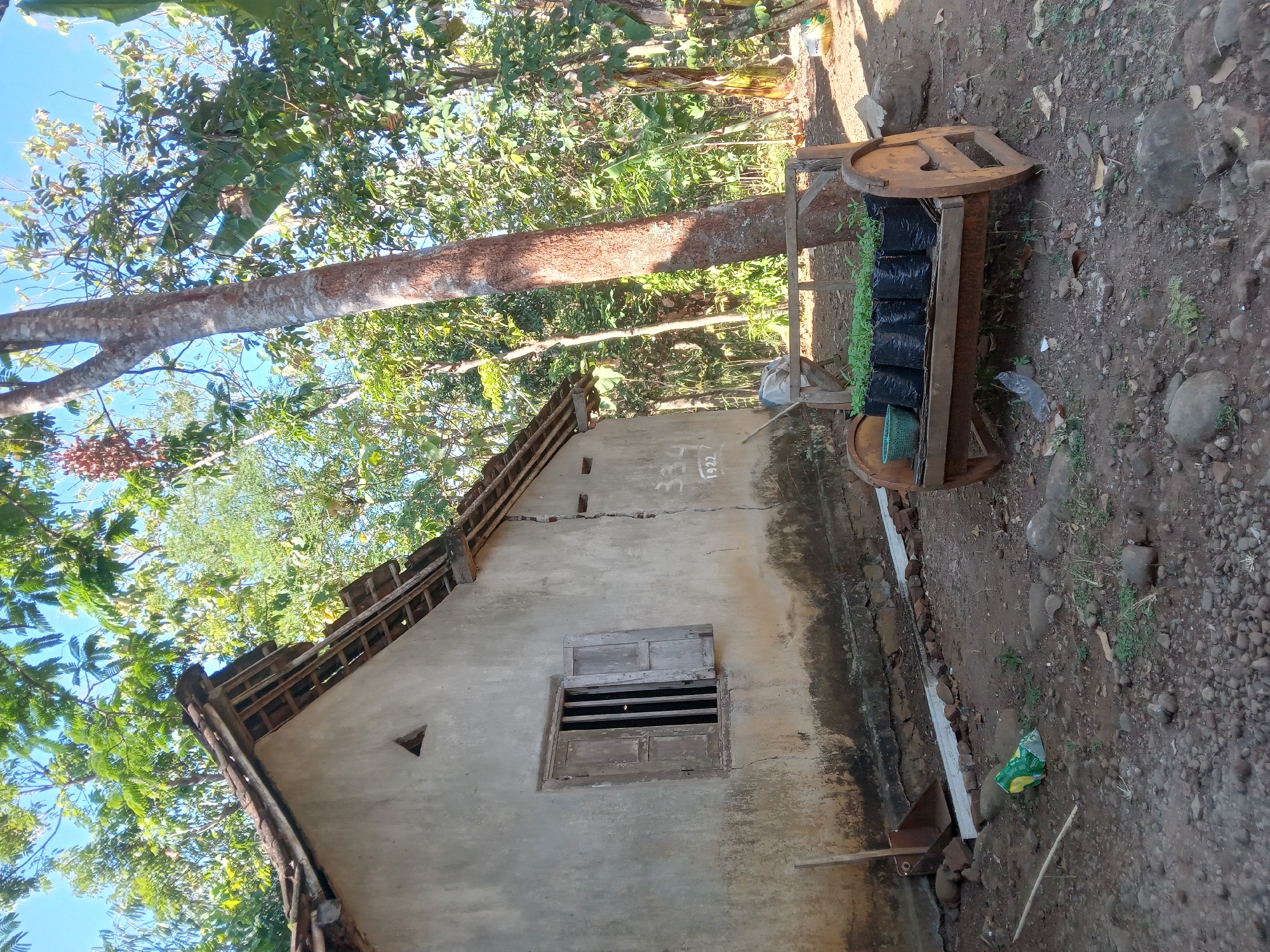 The image depicts an outdoor scene in the city of Kedunggudel, Indonesia, featuring a humble, aged dwelling and its surrounding environment. The house, constructed from concrete with a weathered appearance, has a tiled roof that shows signs of disrepair. A single, old wooden window with shutters is visible on the side of the house, and a small triangular vent is present near the roofline. Cracks are visible on the exterior wall, and faded numbers, "334 1922", are painted on it.
In front of the house, a rustic wooden cart serves as a makeshift display for several small black bags filled with young plants. To the left of the cart, a green basket sits on the ground, and further left, a dustpan and brush lie near the house's foundation. The ground is uneven, covered with dirt, small stones, and patches of dry vegetation. A discarded yellow and green plastic bag is visible on the ground.
Behind the house, a large tree with a reddish-brown trunk stands prominently, its branches extending upwards and intertwining with the lush green foliage of surrounding trees and vegetation. The sky above is a clear blue. The overall impression is one of a rural or semi-rural setting, characterized by simplicity and a connection to nature.