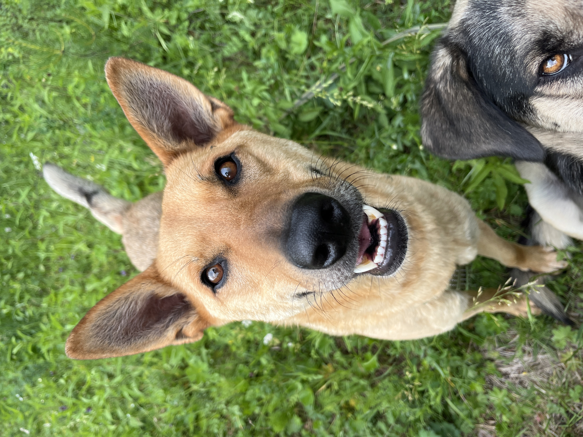 Two dogs are outdoors in a grassy area. The dog in the foreground is a medium-sized tan dog with upright ears, a black nose, and its mouth is open, revealing its teeth. The dog is looking directly at the camera. A portion of a second dog, a larger dog with dark fur and brown eyes, is visible in the lower right corner of the frame, also looking towards the camera. The background consists of green grass and some small white flowers. The scene is likely a park or backyard within the city of Nizhny Tagil, Russia, given the context.