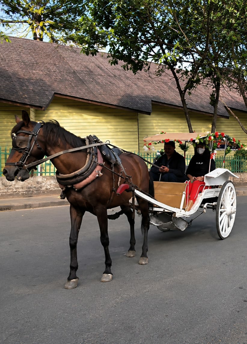In Berastagi, Indonesia, a brown horse pulls a white carriage adorned with red and white flowers. The horse, wearing a harness and blinders, walks along an asphalt road. The carriage is occupied by two individuals: one, a person wearing a black jacket and holding a smartphone, and the other, a person wearing a black hoodie with white text on the front. Behind them, a light yellow building with a dark brown roof stands, partially obscured by green foliage. The scene is illuminated by natural daylight.