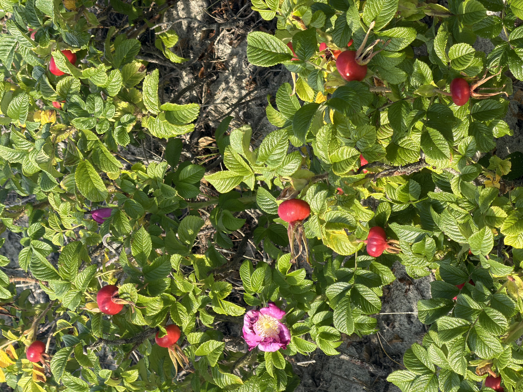 The image shows a close-up view of a rosehip bush with vibrant green leaves and several bright red rosehips. One large pink rose is also visible, along with a closed purple bud. The bush is growing in a sandy, somewhat dry environment, likely near a coast, indicated by the sandy soil and sparse vegetation. The lighting suggests it is daytime, with sunlight illuminating the leaves and rosehips, creating shadows. There are no people or animals visible in the image. The scene appears to be a natural setting within the city of Baltiysk, Russia, possibly in a park or along a coastline.