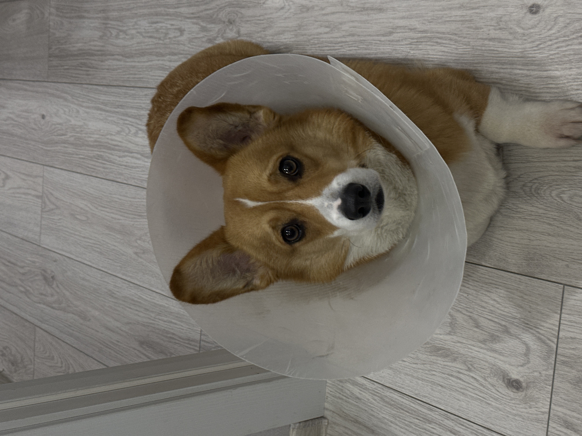 A corgi dog with brown and white fur is lying on a light gray wooden floor, wearing a clear plastic cone around its head. The dog is looking up at the camera. Part of a light gray wall is visible in the lower left corner of the image. There are no people present in the image. The location is not apparent from the image.