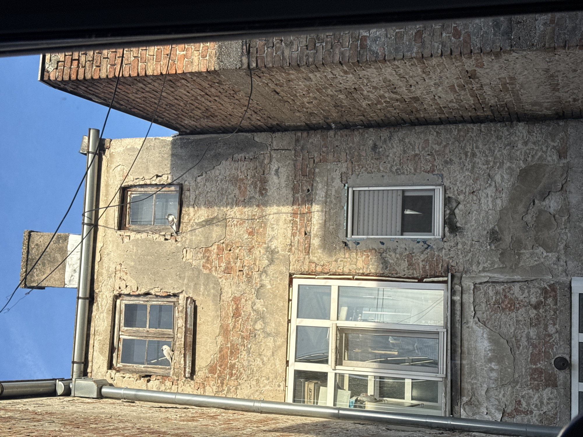 The image depicts the exterior of a dilapidated building in Vracar Urban Municipality, Serbia. The building's facade is characterized by aged, cracked plaster revealing brick underneath. Visible features include drainpipes running vertically along the building, and a variety of window types, including older wooden-framed windows and newer, modern ones. Two pigeons are perched in the windows. The sky is visible above the building. The viewpoint is from a low angle, looking upwards at the building's corner. A portion of a vehicle's interior is visible along the top edge of the image.
