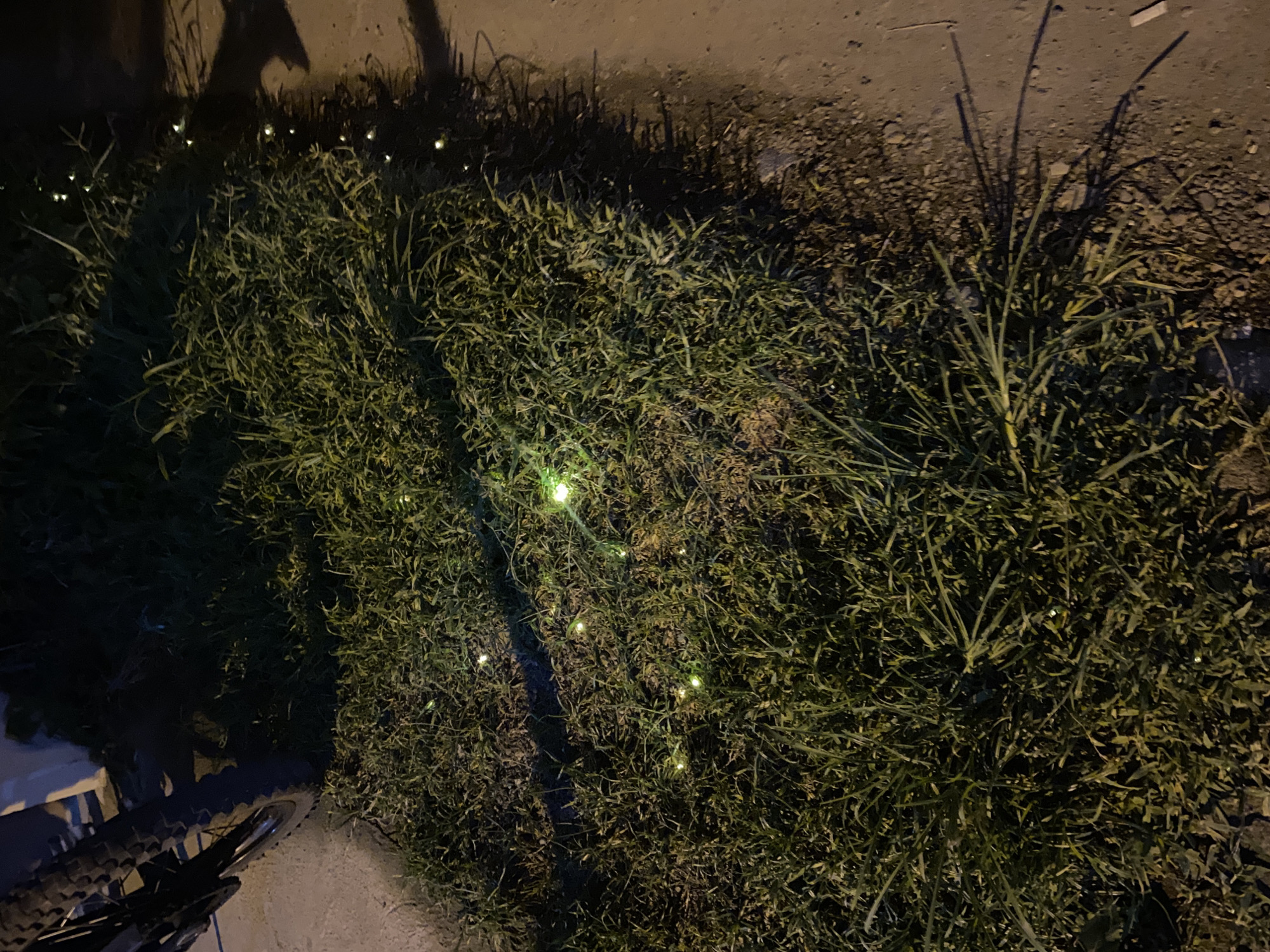 The image depicts a close-up view of lush green grass at night, illuminated by numerous small, bright green lights scattered throughout. These lights appear to be bioluminescent, consistent with the presence of fireflies. A portion of a bicycle tire and its frame is visible in the upper left quadrant of the image, suggesting the scene is near a pathway or roadside. The ground adjacent to the grass is a mixture of dirt and small pebbles. The overall impression is a natural outdoor environment within an urban or semi-urban setting, likely a park, garden, or grassy verge in Davao City, Philippines, where fireflies are known to inhabit during certain seasons. The lighting conditions indicate it is nighttime, and artificial or natural light sources are casting shadows.