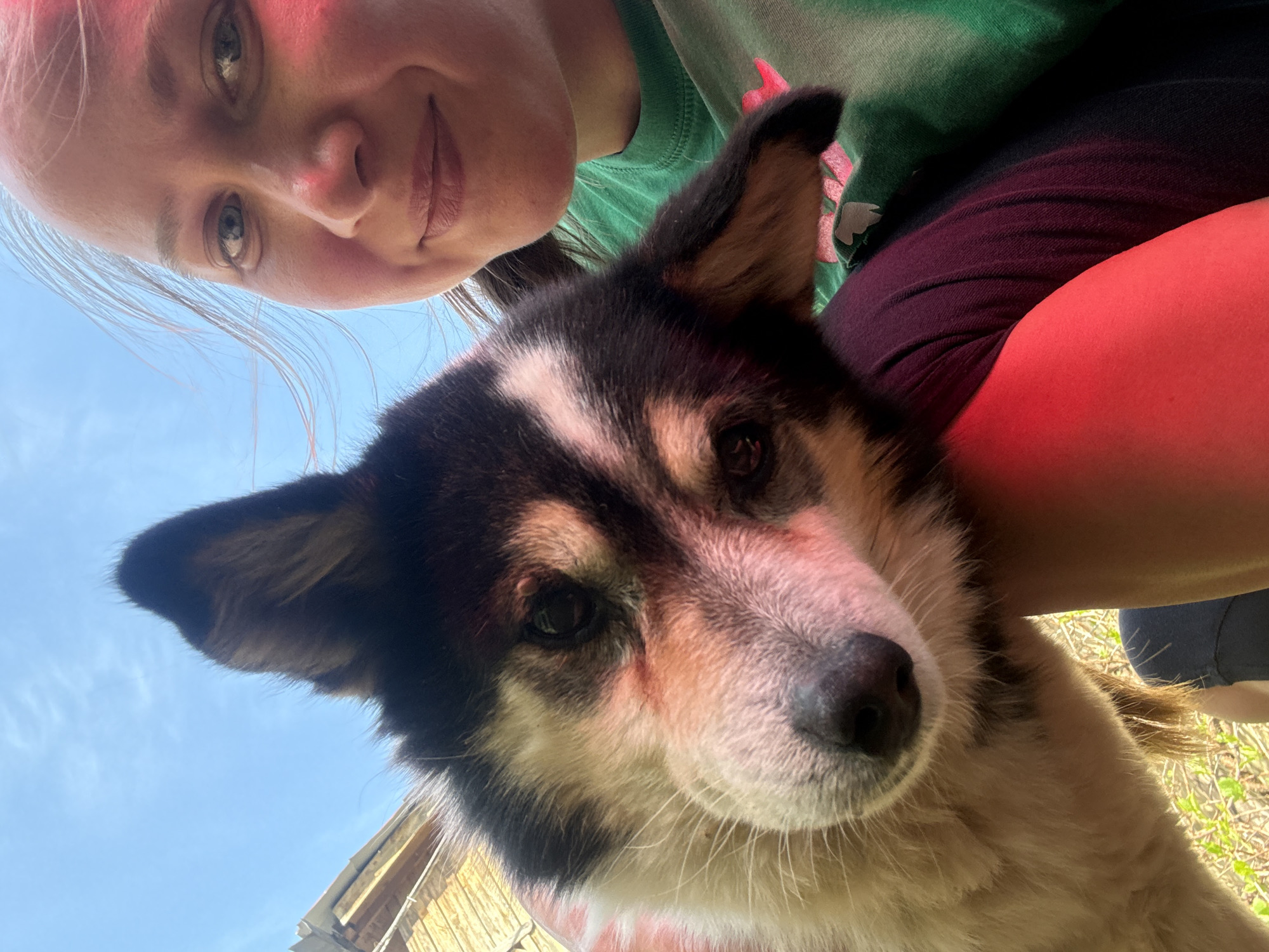 A low-angle selfie shows a person and a dog. The person, fair-skinned with light-colored hair, is partially visible in the upper left corner, wearing a green shirt. The dog, a medium-sized breed with black, white, and tan fur, is in the foreground, its head tilted towards the camera. The background consists of a blue sky and a wooden structure. The location, Rysai, Russia, is assumed by the prompt. The time of day appears to be daytime due to the bright light. The person is holding the dog.