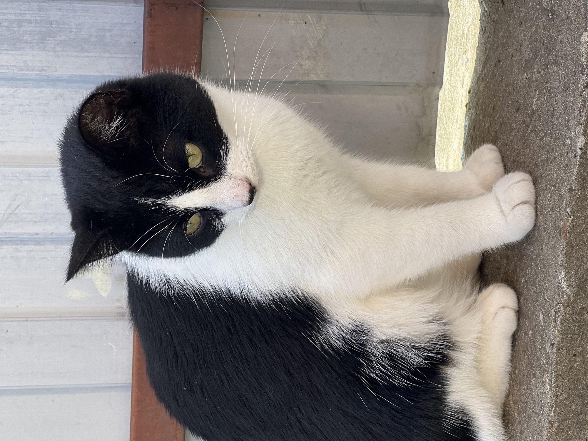 A black and white cat with green eyes is lying on a concrete surface next to a light-colored corrugated wall. The cat is looking towards the viewer with its head tilted. Its front paws are tucked underneath its body. The cat's fur is mostly white with black patches on its head and body. The image appears to have been taken outdoors during the day, with natural light illuminating the scene. The location context suggests the image was taken in Smolenskaya, Russia. There is no visible text in the image.