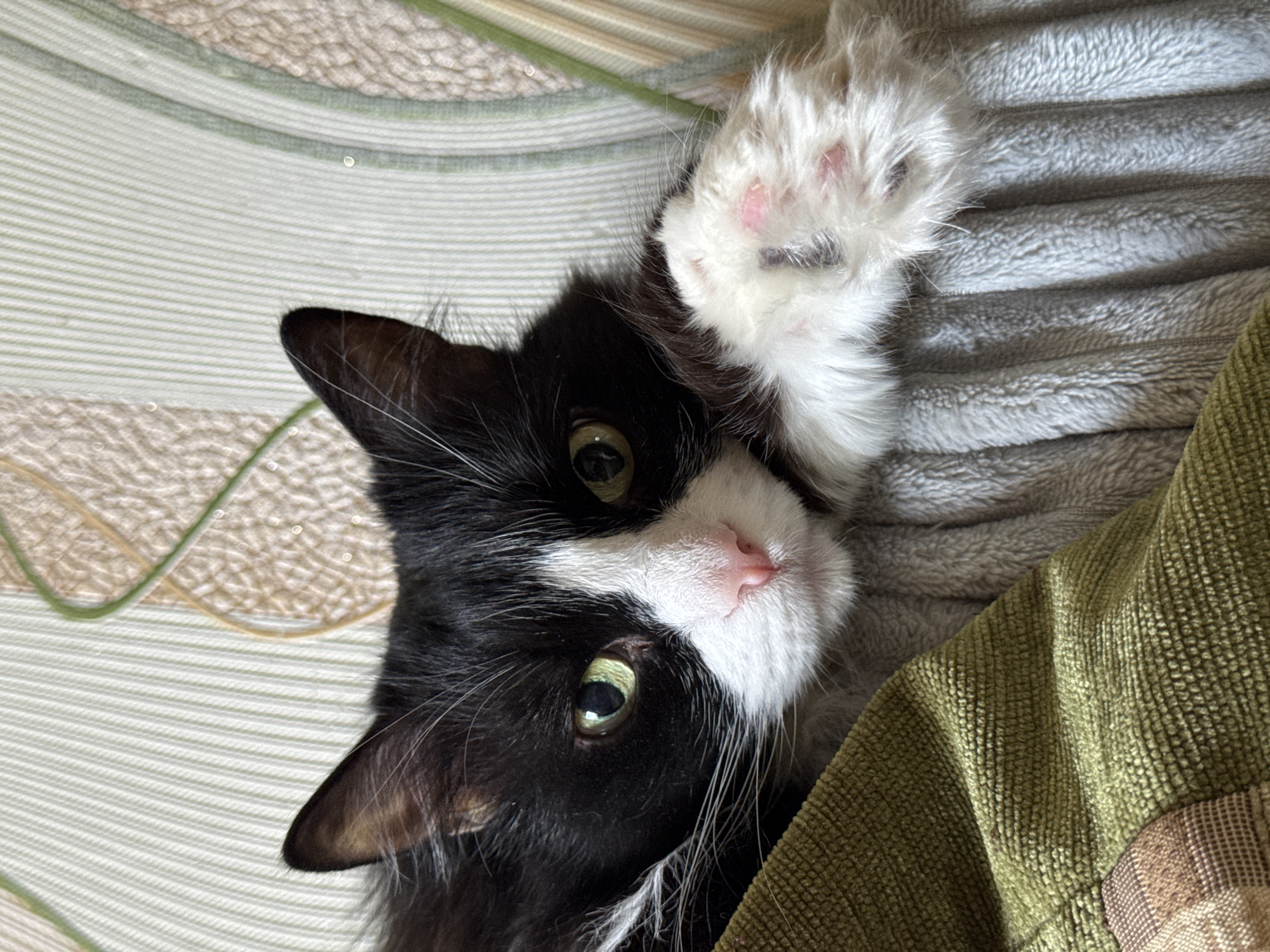 A close-up of a black and white cat is depicted against a backdrop of patterned fabrics and what seems to be a blanket or other soft material. The cat is lying down, turned to the side, with one white paw raised, showing pink toe beans. The cat's face is prominently featured, displaying its green eyes, pink nose, and distinct black and white markings. The background is a mix of textures and colors, suggesting an indoor setting.
It is not possible to determine the location of Izhevsk, Russia based on the provided image.