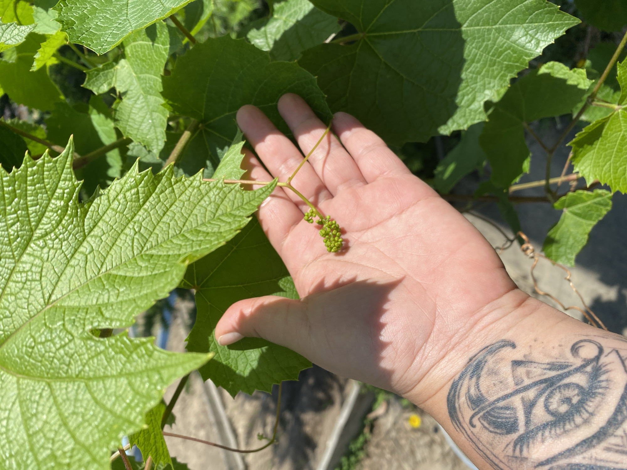 An outdoor, eye-level shot captures a person's open right hand holding a small cluster of green, unripe grapes. The hand is positioned against a vibrant backdrop of large, serrated green grape leaves, some of which are slightly blurred in the background. Bright sunlight casts clear shadows of the hand onto the leaves and the lower part of the arm. The person's inner forearm and wrist are visible, displaying a detailed black and white tattoo of an eye surrounded by intricate designs, possibly winged elements, and geometric patterns. The ground, partially visible in the lower right, appears to be dirt or gravel with a small yellow flower, suggesting a garden or vineyard setting in Artyom, Russia. The image depicts the early stages of grape growth on a clear, sunny day. No text is visible.