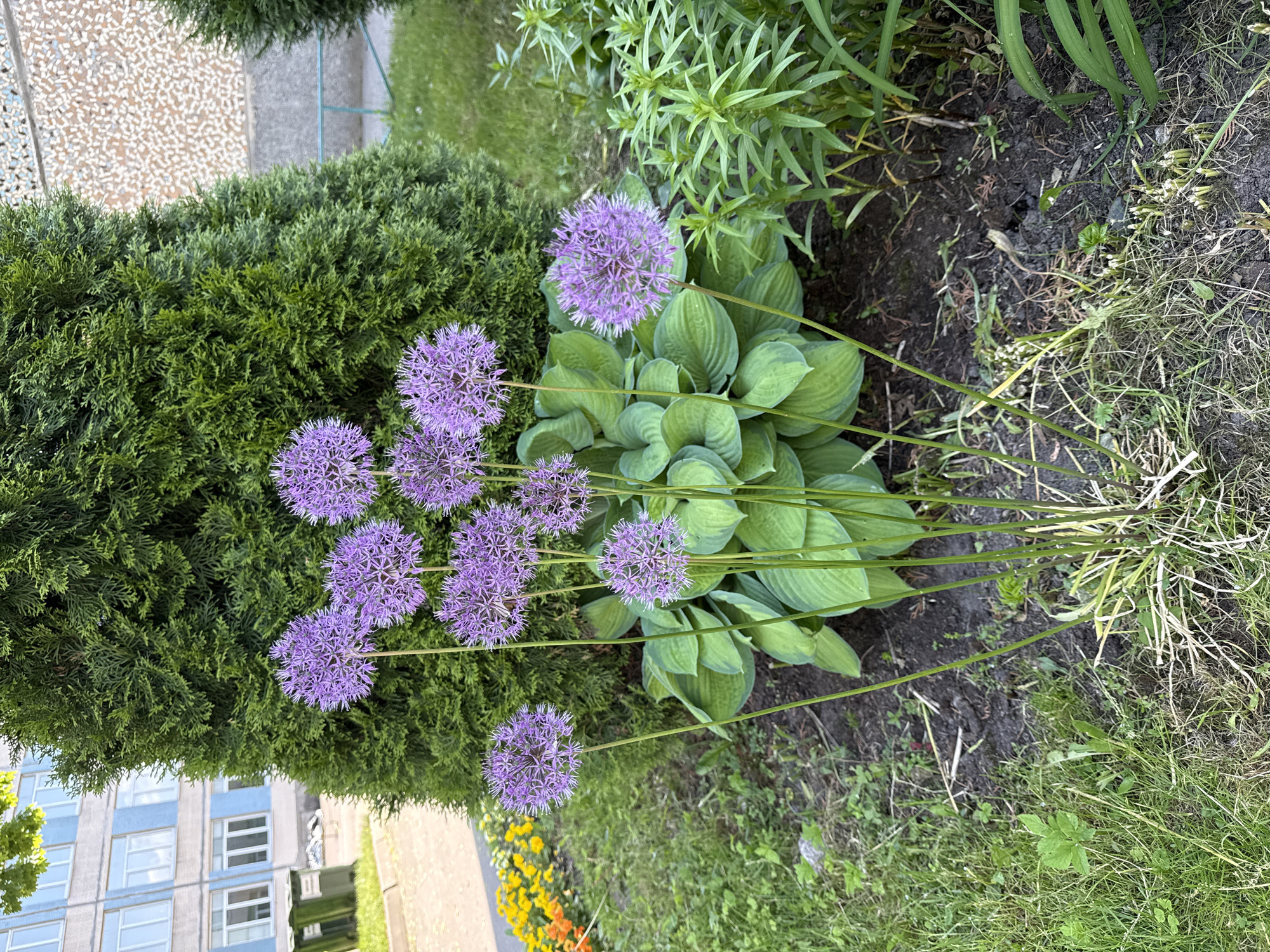This media file presents a vibrant garden scene, rotated to appear largely horizontal, set in what is likely an urban environment in Saint Petersburg, Russia. The image primarily features several large, spherical purple allium flowers and broad-leaved green hosta plants. Approximately eight prominent allium blooms, characterized by their intricate, star-shaped florets and long stems, are scattered across the left and central parts of the frame, emerging from and around a substantial cluster of lush, ribbed hosta leaves.
To the left, a dense, dark green evergreen bush or shrub, possibly a juniper or arborvitae, provides a textured, solid backdrop. Its finely branched foliage fills a significant portion of this side of the frame. The ground is visible on the right and bottom, consisting of dark, rich soil intermingled with patches of green grass and some drier, lighter-colored vegetation.
In the background, on the far left, parts of a multi-story building are discernible, featuring light-colored walls and prominent blue-framed windows, suggesting modern or recently renovated architecture. Above the evergreen bush, a textured wall or structure with a light, mosaic-like pattern can be seen. Below the hostas, in the lower background, a small cluster of bright yellow and orange flowers adds a touch of contrasting color to the verdant scene.
The lighting indicates it is daytime, with clear, natural illumination. There are no people or specific activities taking place. No text is visible anywhere in the image. The scene conveys a sense of natural beauty and careful landscaping within a developed area.
