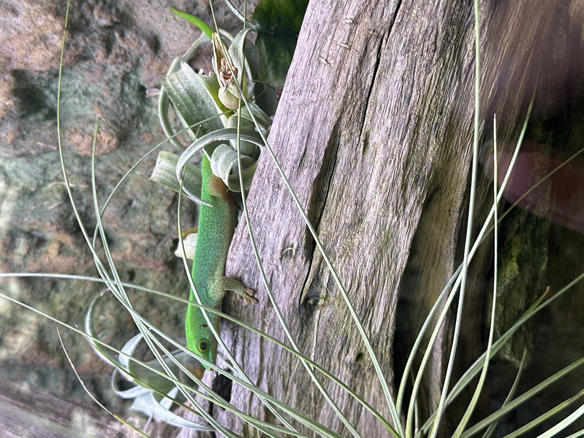 A bright green gecko clings to a rough, weathered piece of wood. The lizard is positioned vertically, facing downwards. The gecko's skin has a distinct pattern. Around the gecko and wood are pale green, curling leaves. A textured, rough stone wall forms the background. The setting is likely a terrarium or controlled environment. Wrocław, Poland is not evident in the image.