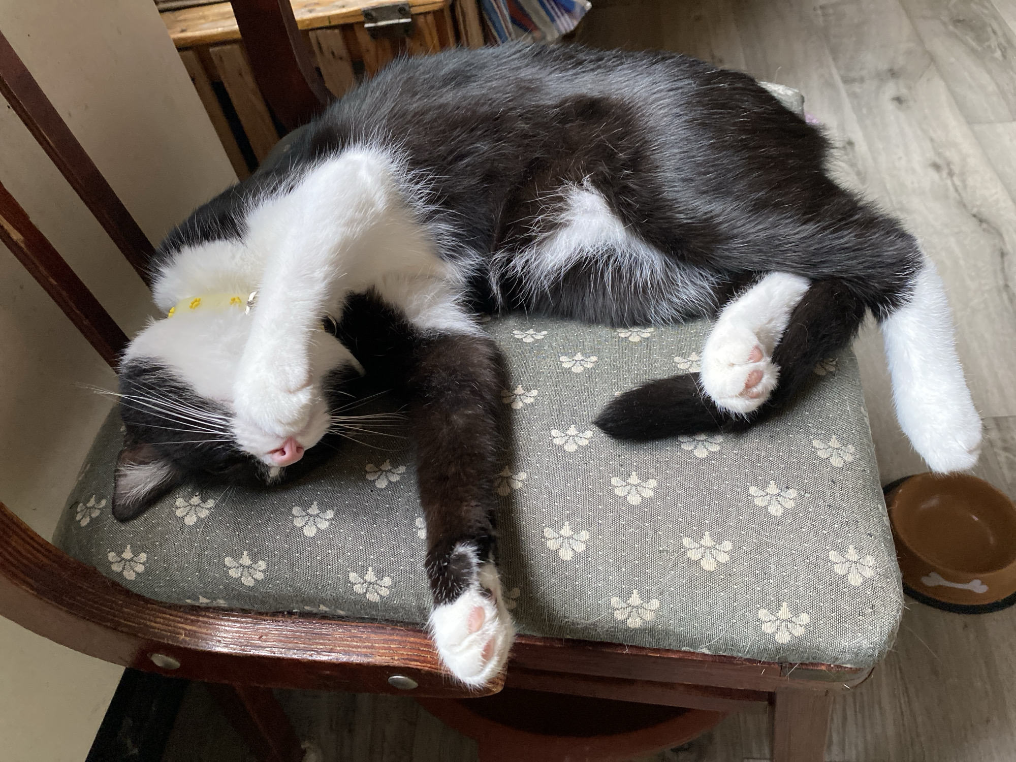 A black and white cat is sleeping curled up on a floral patterned chair cushion. The cat is wearing a yellow collar with a small silver bell. A wooden chair frame surrounds the cushion. The floor is made of light-colored wood planks. A brown pet bowl with a white bone design is visible on the floor near the chair. The scene appears to be indoors, likely in a residential setting. There is no indication of the location being in the city of Tbilisi, Georgia.