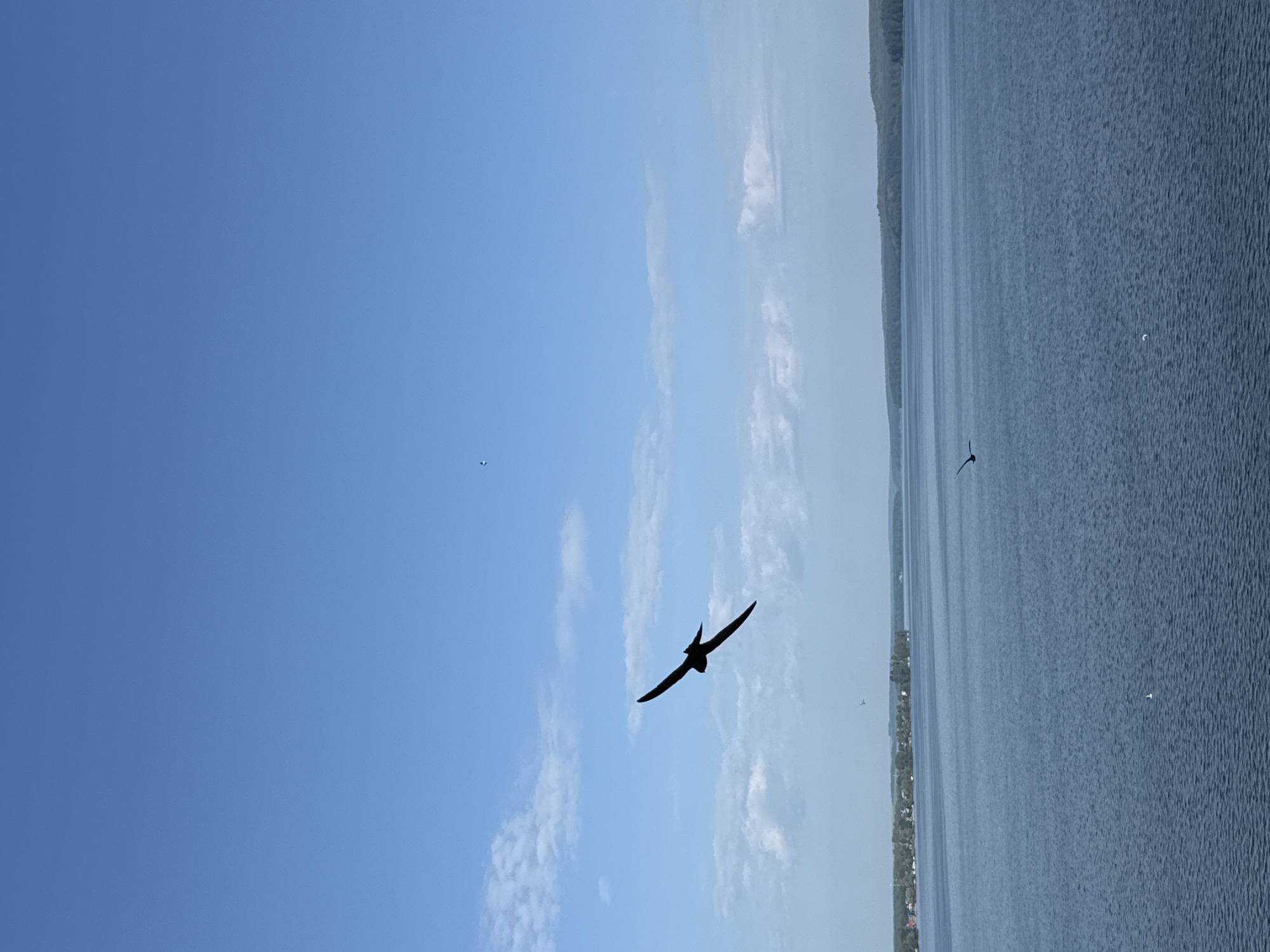 A large bird in silhouette is captured in mid-flight against a bright blue sky with scattered white clouds, its wings outstretched. Below the bird, a vast expanse of deep blue water stretches to the horizon, where a tree-lined shore with a scattering of buildings is visible. The image has a serene and natural feel, with the bird appearing as the sole subject in the foreground, while the background depicts a tranquil waterscape. This scene is likely a view of the Votkinsk Reservoir in Votkinsk, Russia, given the characteristic wide body of water and the distant shoreline with trees and structures.