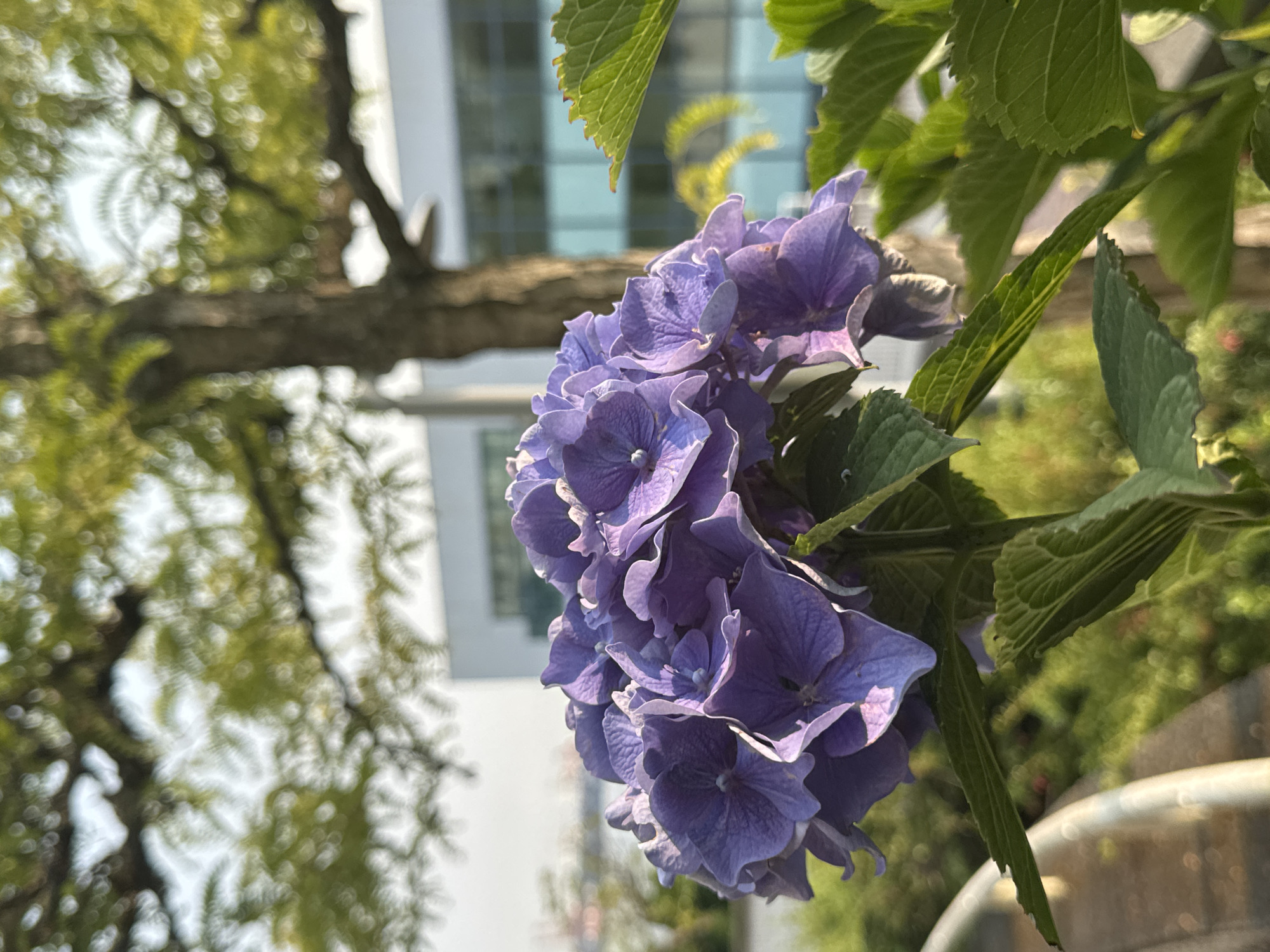 A cluster of purple hydrangeas is in the foreground, with their large, ruffled petals catching the sunlight. The flowers are vibrant and detailed, showing the delicate veins on each petal. Behind the flowers, a tree trunk with rough bark is visible, its branches spreading out and covered in green leaves that are slightly out of focus, creating a soft bokeh effect. Further in the background, a modern building with large glass windows can be seen, reflecting the sky and surrounding greenery. A metal railing runs along the bottom left of the image, adding a man-made element to the natural scene. The lighting suggests it is daytime, with a warm glow illuminating the flowers. The scene is tranquil and aesthetically pleasing, with a focus on the natural beauty of the hydrangeas against a backdrop of urban architecture and nature.