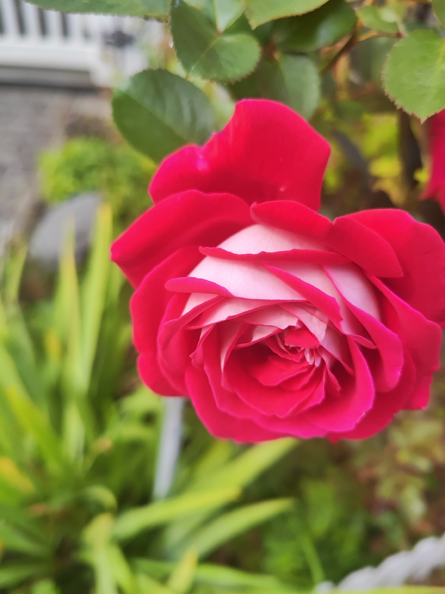 A close-up, vertical, full-frame shot captures a vibrant, two-toned rose, primarily in shades of deep red and soft white, with its petals unfurling in a spiraling pattern towards the center. The rose is the dominant subject, positioned in the foreground and occupying the majority of the frame. Its rich red outer petals are contrasted by the delicate white and pale pink hues at its core. The background is softly blurred, creating a bokeh effect that emphasizes the rose. Hints of lush green foliage are visible behind the bloom, along with a suggestion of a white structure, possibly a fence or railing, in the upper left corner. The lighting appears to be natural, highlighting the textures and delicate gradients of the rose petals. The image is sharp in focus on the rose, with the surrounding elements rendered indistinct, giving the photograph an artistic and intimate feel.