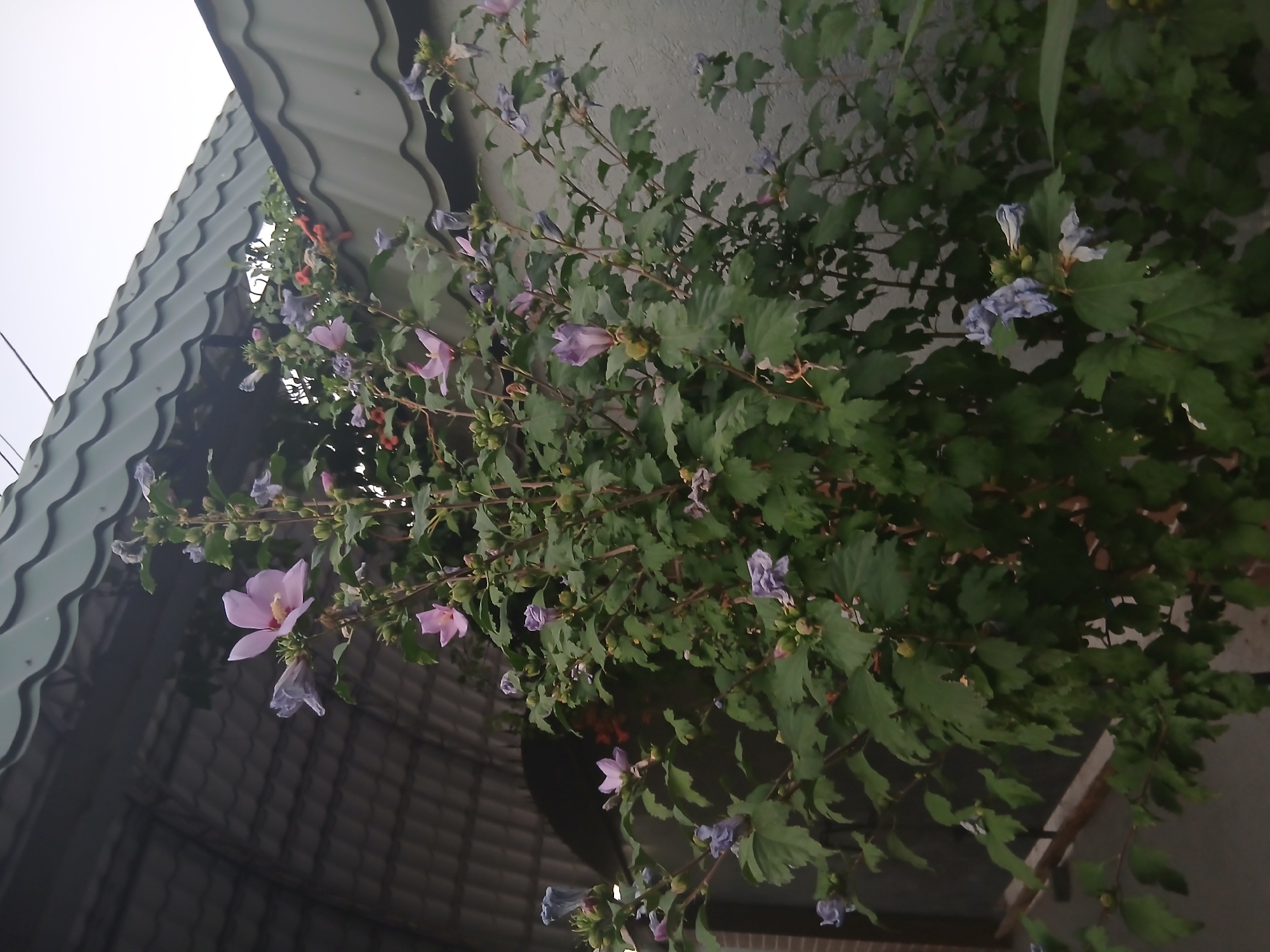 The image shows a cluster of blooming hibiscus flowers against a backdrop of a green corrugated metal roof and a gray textured wall. The flowers are a mix of light pink and pale purple, with some buds and green leaves visible. The orientation of the photo is vertical, with the roof occupying the top left portion of the frame. The lighting suggests it might be late afternoon or early evening, as there are shadows and the sky, visible in the top left corner, is overcast and bright. The setting appears to be outdoors, possibly a garden or patio area near a house, given the presence of the roof and wall. No people are visible in the image, and there is no discernible text. The overall mood is serene, highlighting the natural beauty of the blooming flowers in a somewhat man-made environment.