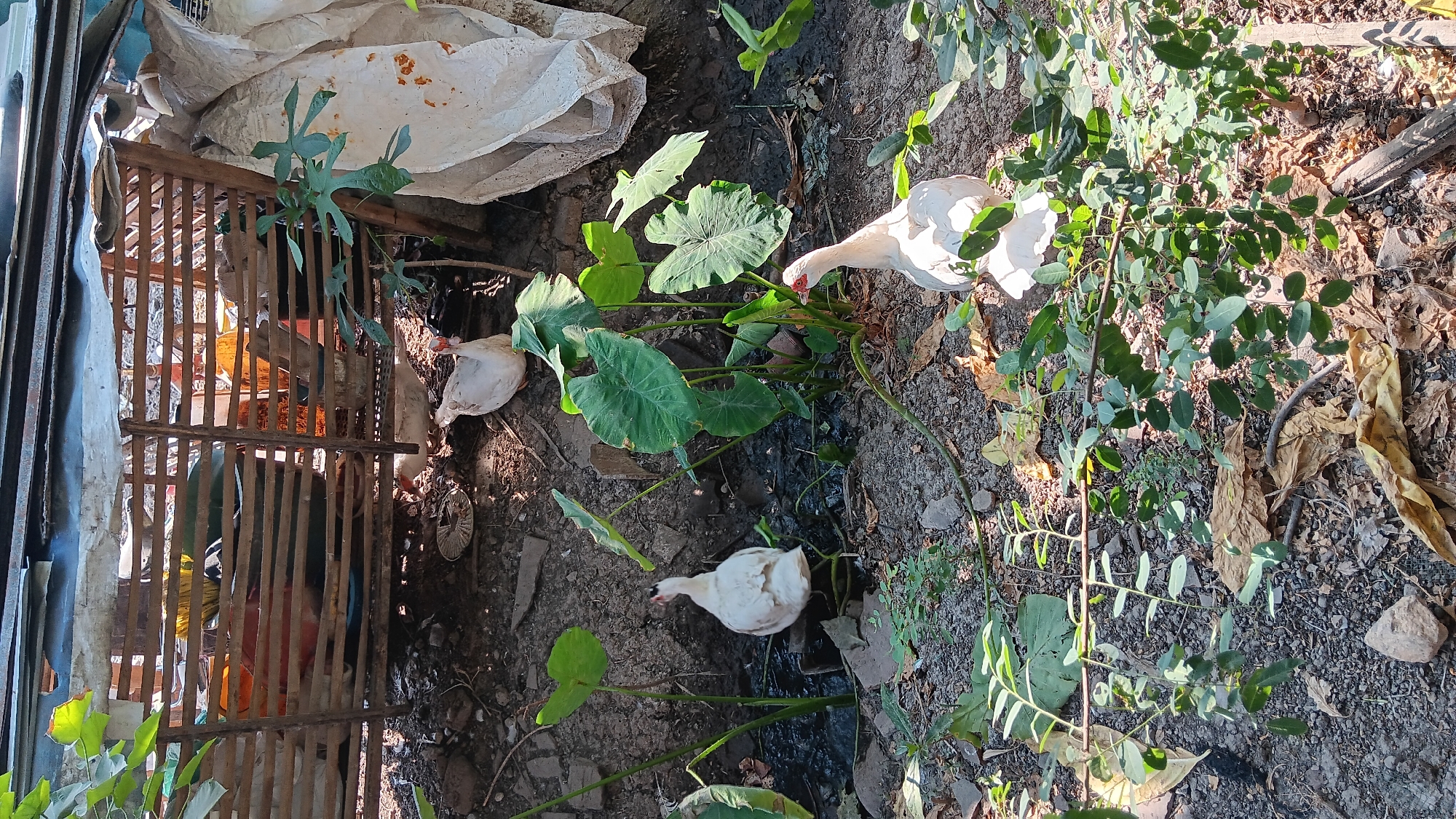 In Sonobekel, Indonesia, three white chickens are present in an outdoor, unkempt environment. In the background, a makeshift wooden enclosure is visible, containing various containers and materials. To the right, a large, white tarp is draped, obscuring some of the scene. The foreground and midground are characterized by dry leaves, stones, and sparse vegetation, with large-leafed plants, possibly taro, growing amongst the debris. A muddy, dark stream or puddle runs through the center of the image. One chicken is positioned near the stream, facing away from the viewer and towards the enclosure. Another chicken is located to the left of the stream, also facing away from the viewer. The third chicken is in the midground, near the wooden structure. The overall impression is one of a rural or semi-rural setting with elements of disarray.