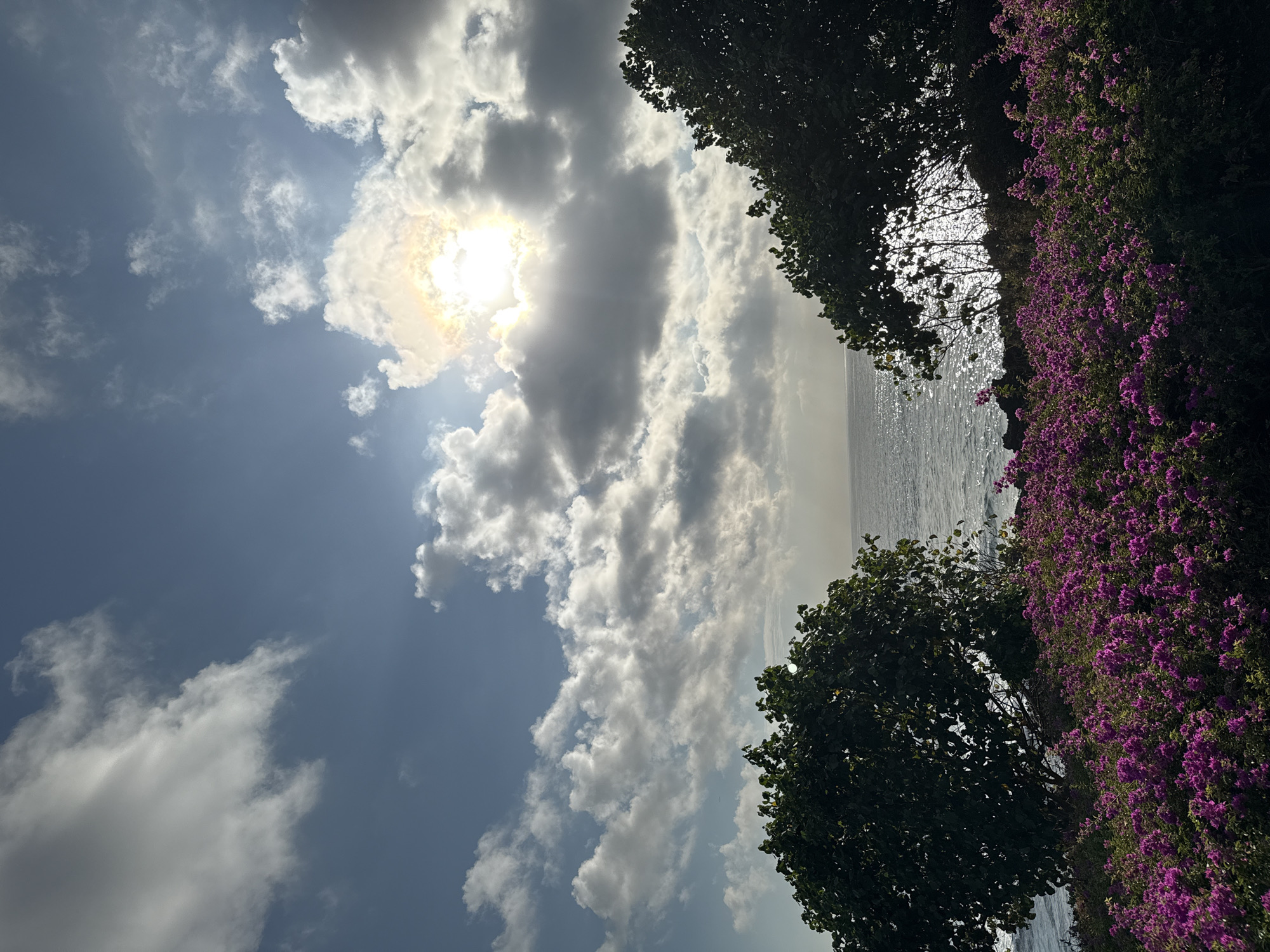 The image captures a vibrant coastal landscape. In the foreground, a dense carpet of bright pink flowers stretches across the scene, interspersed with lush green foliage. Two large, leafy trees flank the sides, their dark silhouettes contrasting with the brighter elements. Beyond the trees and flowers, the sparkling ocean meets the horizon. The sky is a dynamic mix of clear blue patches and dramatic, white and grey clouds, with the sun peeking through, casting a radiant glow and lens flare. The overall impression is one of natural beauty and serene coastal ambiance. The scene is suggestive of a location in Kuta Selatan, Indonesia, known for its tropical flora and picturesque coastlines.