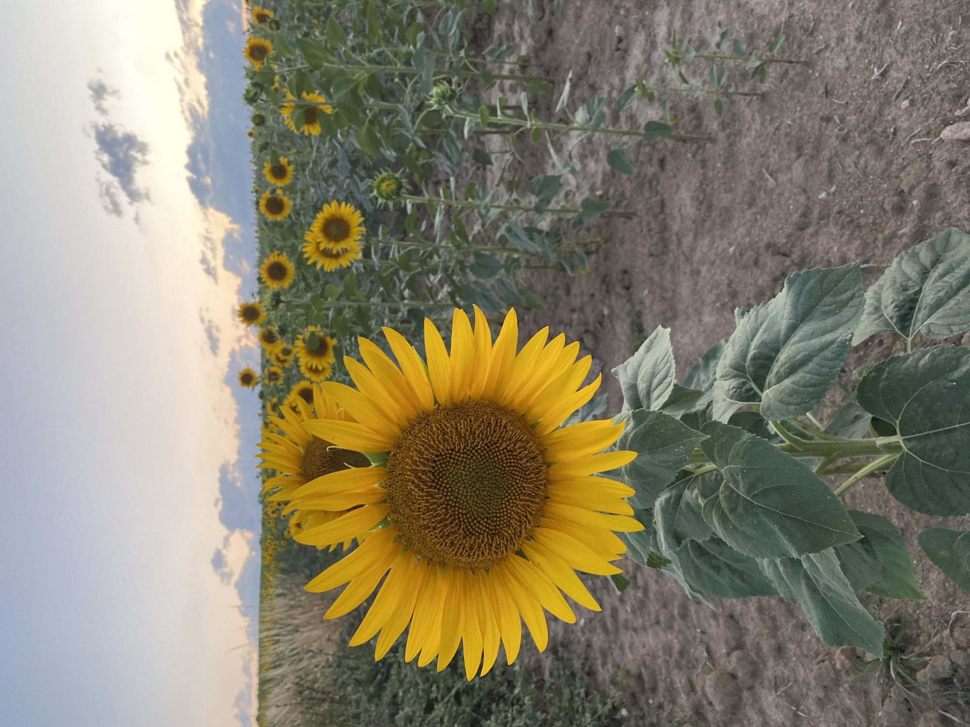 The image depicts a field of sunflowers under a twilight sky. A large sunflower dominates the foreground, its bright yellow petals and dark center clearly visible. Behind it, rows of smaller sunflowers stretch into the distance, some in bloom and others as buds. The field appears to be in a rural area, with dry, cracked earth visible between the plants. The sky above is a soft gradient of pale blue and orange, with wispy clouds suggesting the setting sun. The overall impression is one of natural beauty and tranquility.
While the prompt specifies the city of Courpière, France, there are no visual cues within the image to confirm this location. The scene is a generic agricultural landscape.
