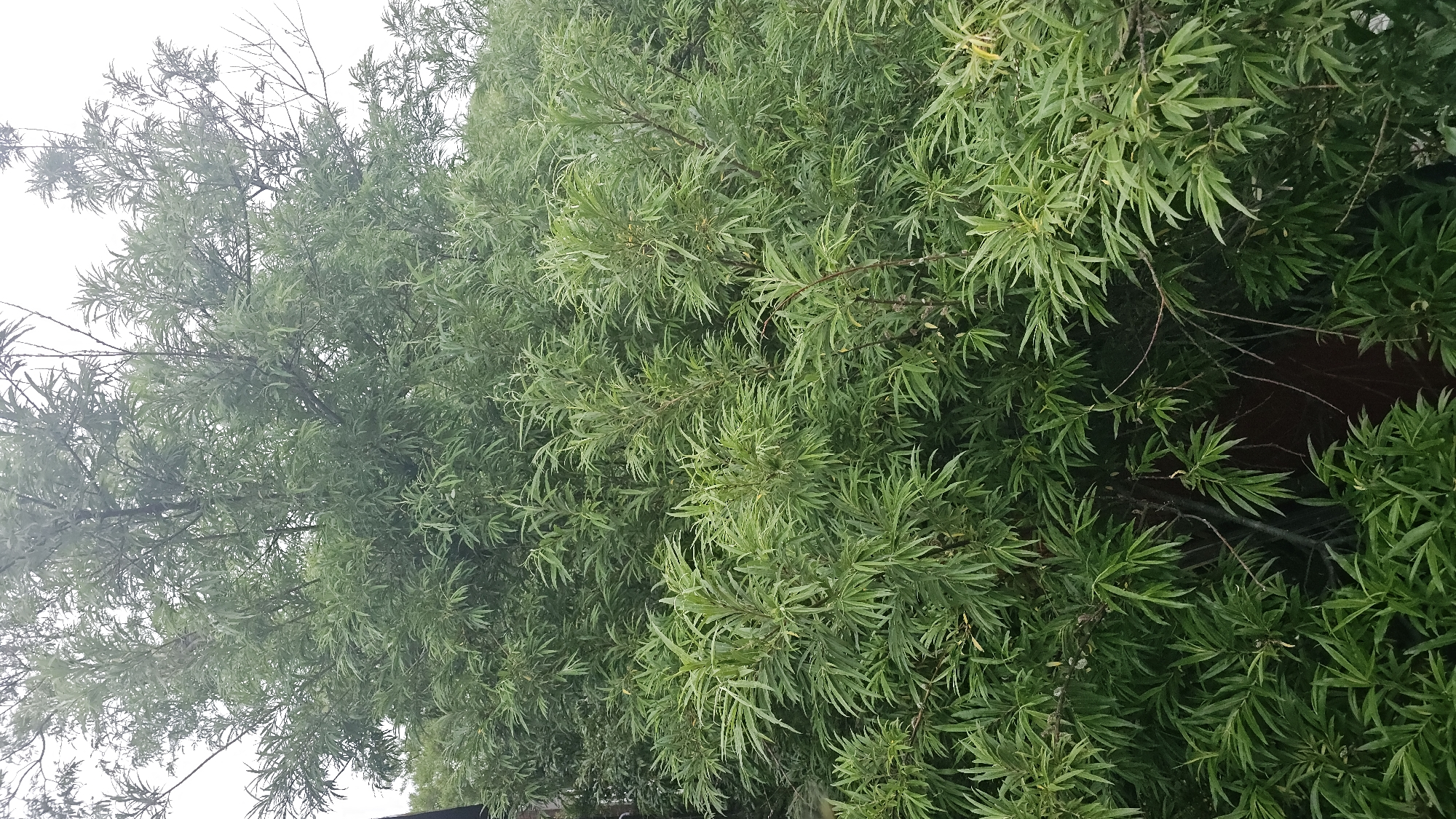 The image is a vertical, full-frame shot of a dense, leafy green tree, likely taken from a slightly elevated perspective looking into its canopy. The foliage is lush and appears to be a deciduous variety with long, narrow leaves. Branches are visible throughout the dense greenery, some thin and bare, others thick and supporting the leaves. The background is a hazy, overcast sky, providing a soft, diffused light. The overall impression is one of abundant vegetation in a natural or semi-natural setting. The location of this tree in Ust’-Bol’sheretsk, Russia, suggests a temperate or boreal climate where such trees are common. There are no people, animals, or man-made objects clearly discernible within the frame, indicating a focus solely on the tree.