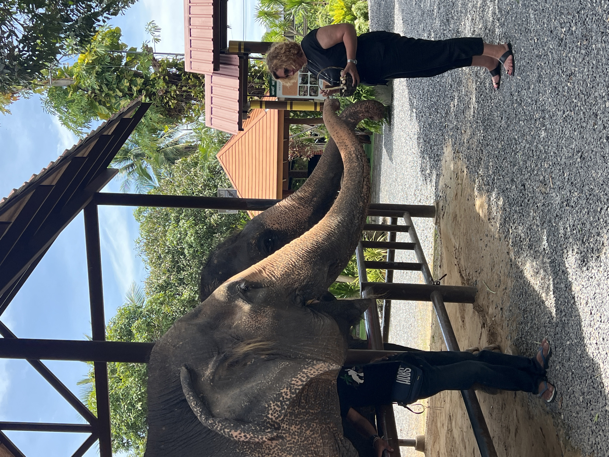 In a courtyard area with a gravel ground, two elephants are being fed by a woman. The elephants are of significant size and have wrinkled, grey skin with some pinkish patches. Their trunks are extended towards the woman. The woman, who is wearing black clothing and sandals, is holding a basket containing food items and offering them to an elephant.
Behind the elephants, a wooden fence and a shaded structure with a roof made of orange tiles are visible. A person wearing dark clothing and a black crossbody bag with "HOBS" written on it is standing near the elephants.
The background reveals lush greenery, including palm trees and other tropical foliage, suggesting a location in a warm climate. A building with a red tile roof is also present in the distance. The sky is blue with scattered clouds. The overall scene depicts an elephant feeding experience, likely at an animal sanctuary or park in Ko Samui District, Thailand.