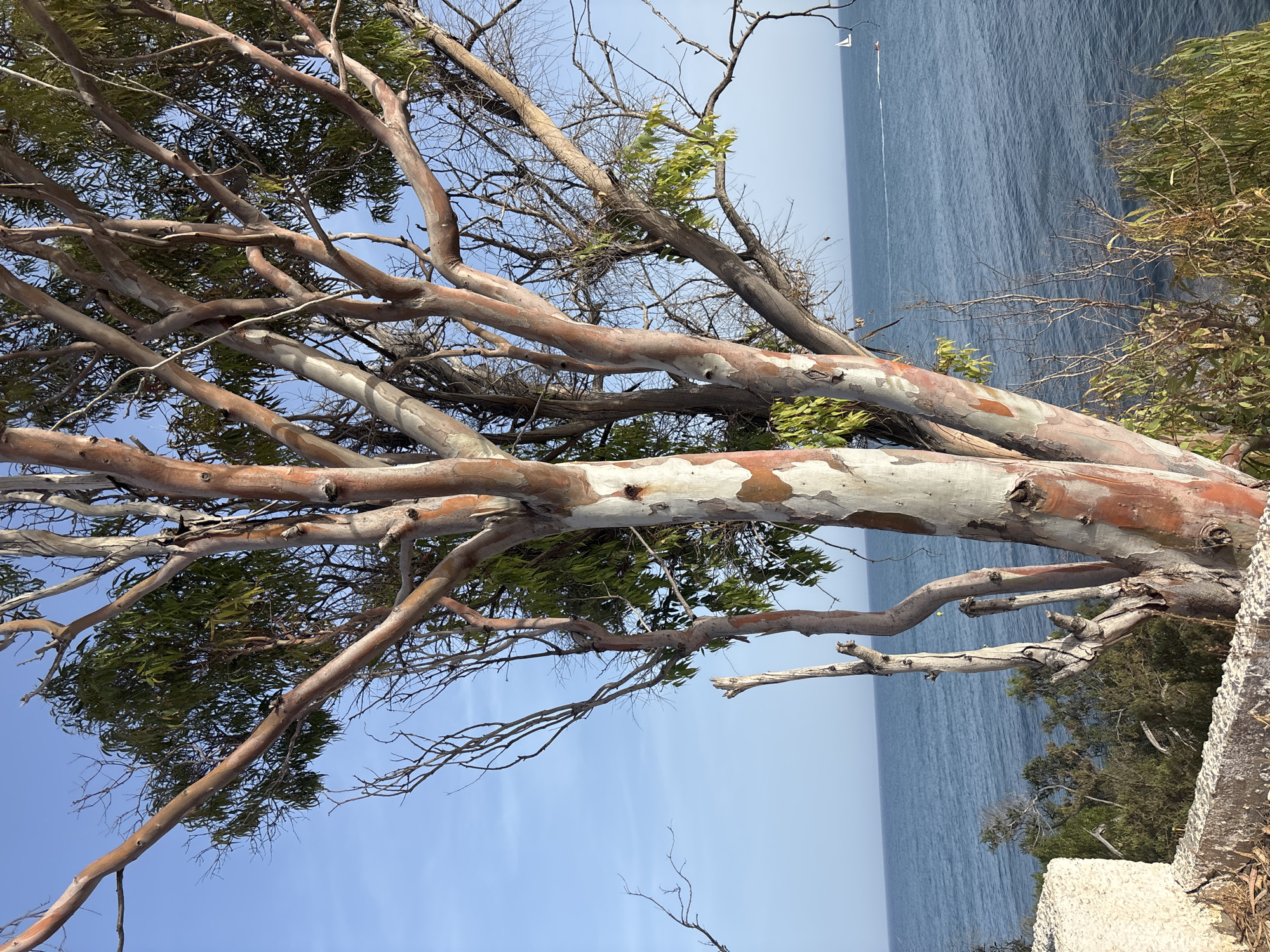 An Australian Eucalyptus tree, characterized by its peeling, multi-colored bark in shades of white, pink, and rust, dominates the foreground. Its branches, some bare and others adorned with green leaves, spread against a clear blue sky. In the midground, a calm, blue ocean stretches to the horizon, with a small white sailboat and a distant jet ski visible. The foreground also features a rough, concrete barrier and dense, green foliage. The scene is likely located along the coastline of Orihuela, Spain, a region known for its Mediterranean climate and coastal views.