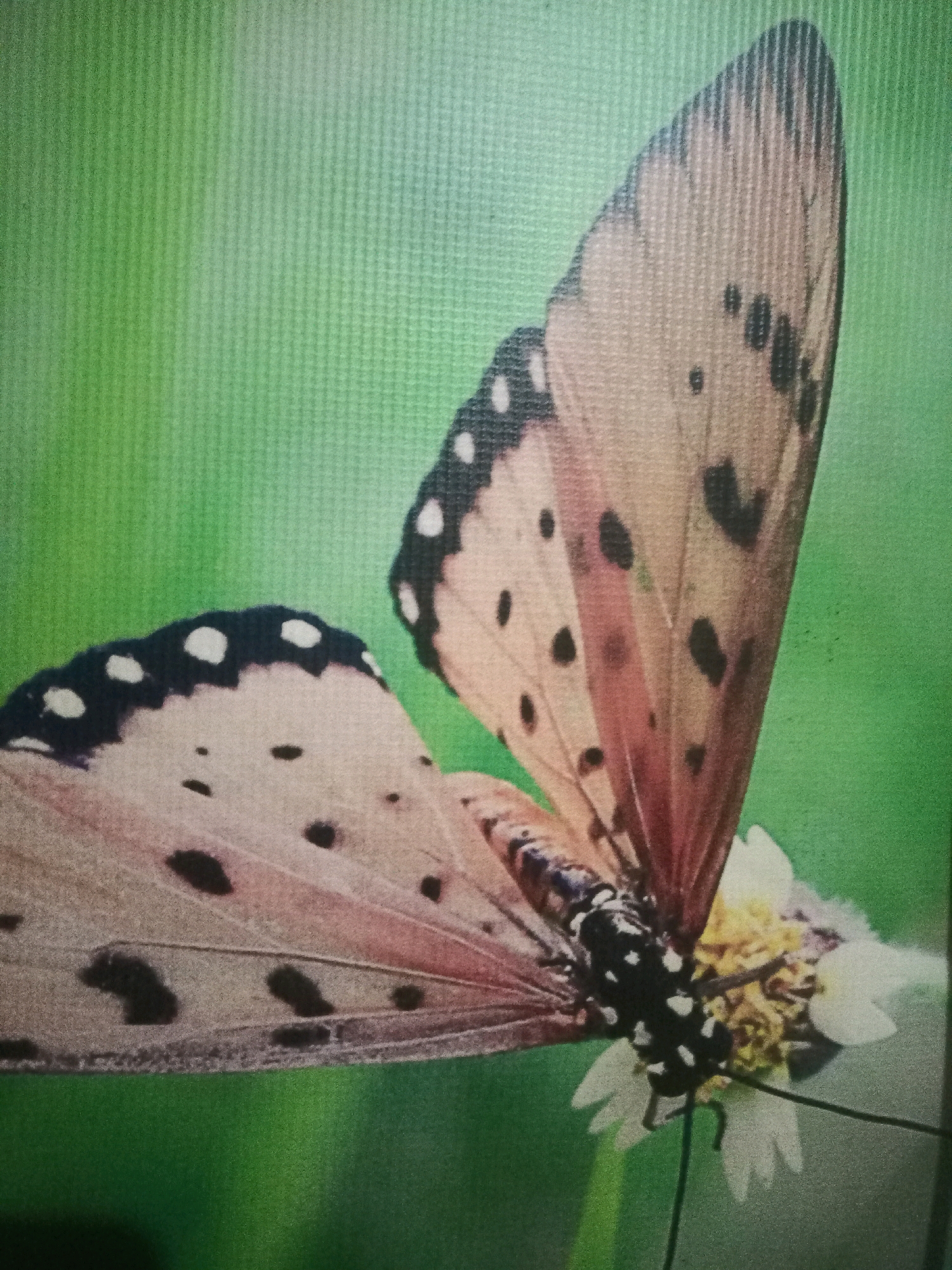 A close-up, low-angle shot shows a butterfly with tan and black spotted wings perched on a white and yellow flower. The butterfly's body is black with white spots. The background is a blurred green. The image appears to be a photograph taken in the city of Malang, Indonesia, likely in a park or garden setting, given the presence of a butterfly and a flower.