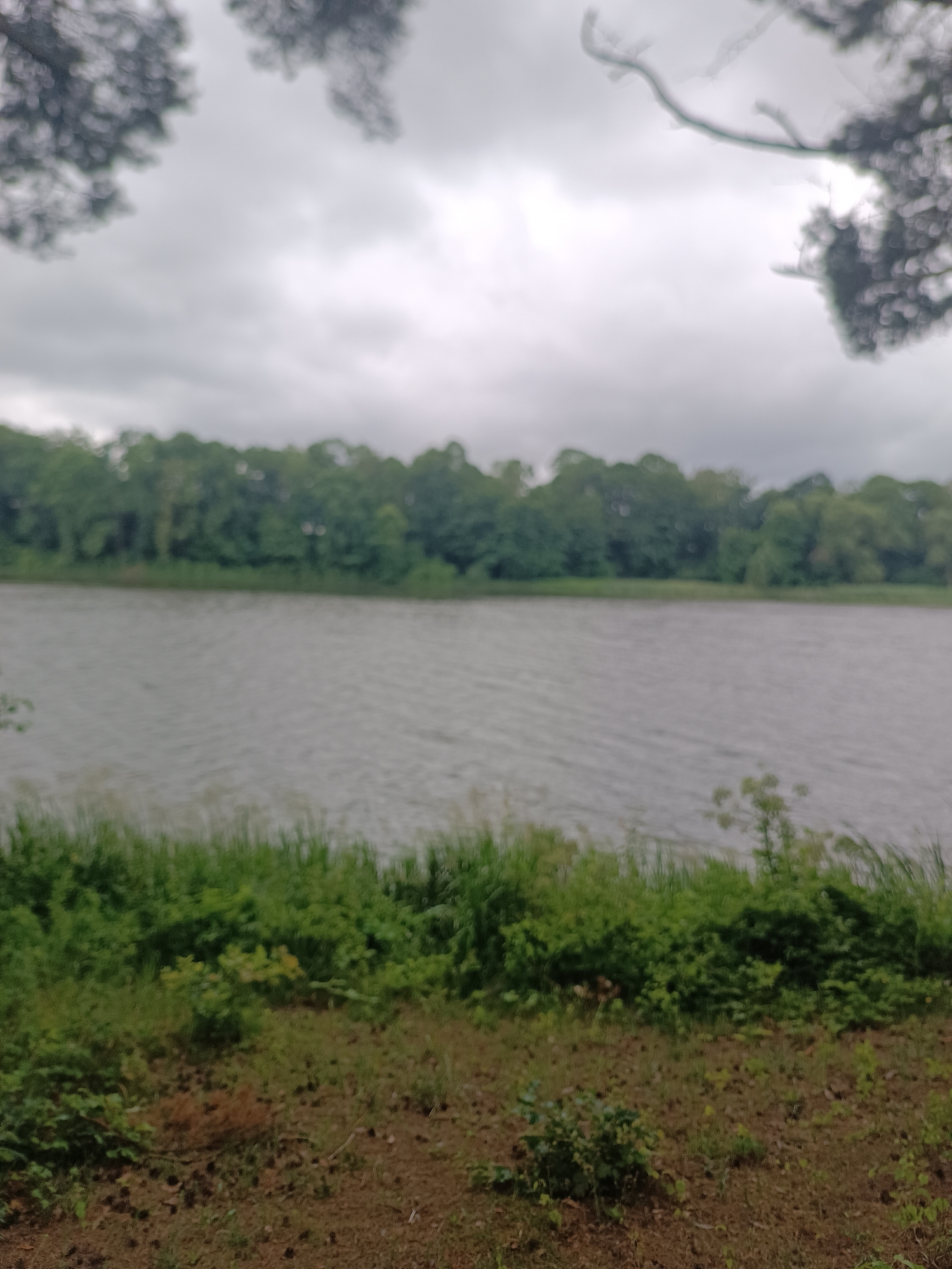 The image depicts a natural scene with a body of water and a tree line. In the foreground, there is a patch of dirt with some sparse vegetation. A thick line of green grass and bushes borders the water. The water itself appears calm with small ripples, reflecting the overcast sky. Behind the water, a dense forest of green trees forms a natural horizon. The sky is cloudy and gray. In the upper portion of the image, out-of-focus branches of trees are visible, suggesting they are overhead and framing the scene. The overall impression is one of a tranquil, natural landscape. The provided context indicates this scene is located in Лунненскі сельскі Савет, Belarus.