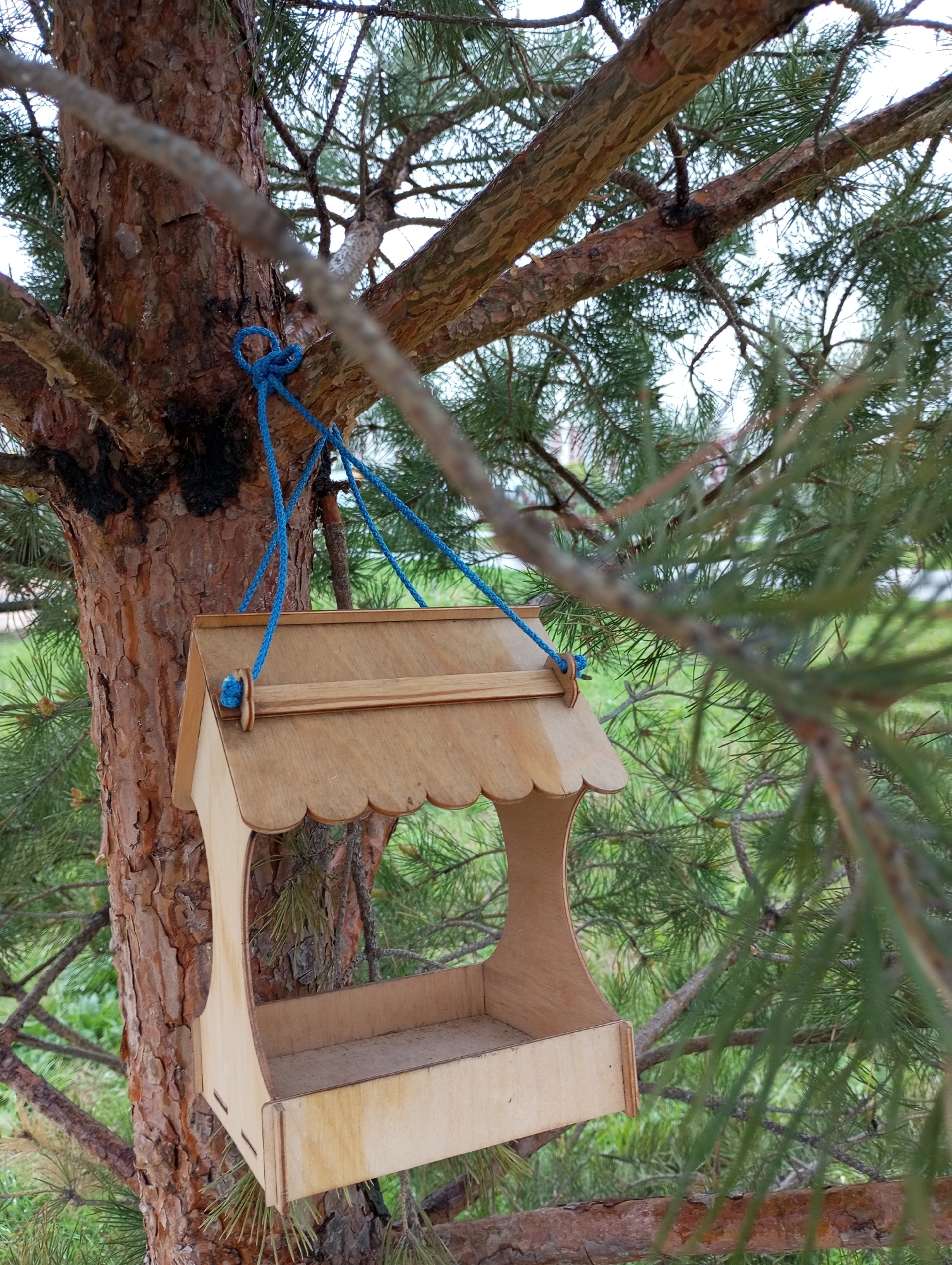 A wooden bird feeder hangs from a tree in Kamensk-Uralsky, Russia. The feeder is made of light-colored wood and has a scalloped roof. It is suspended from a tree branch by four blue ropes. The tree is a pine tree, with rough brown bark and green needles. The ground around the tree is covered in grass. The location is Kamensk-Uralsky, Russia.