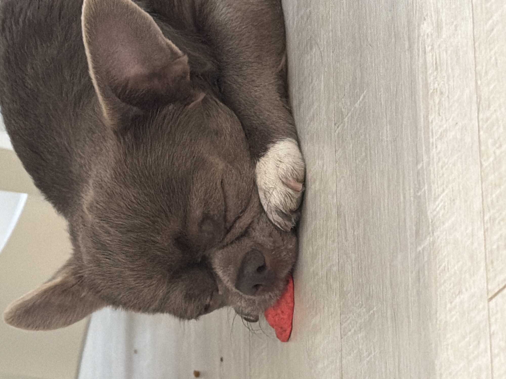 A close-up, horizontal shot depicts a small dog, possibly a Chihuahua or similar breed, sound asleep on a light-colored wooden or laminate floor. The dog has short, greyish-brown fur and is lying on its side, facing towards the left of the frame with its head resting on the floor. Its eyes are closed in peaceful slumber.
One of the dog's front paws, which is white, is visible near its face. A small red object, appearing to be a piece of food like a chip or treat, is positioned directly under the dog's snout, with its tongue slightly extended and touching it. A few small brown crumbs or pieces of food are also scattered on the floor near the dog's mouth. The setting is indoors, likely a home in Votkinsk, Russia, suggested by the floor's appearance and the domestic nature of the scene. The overall impression is one of a pet deeply relaxed and perhaps having fallen asleep while enjoying a snack. There is no visible text in the image.