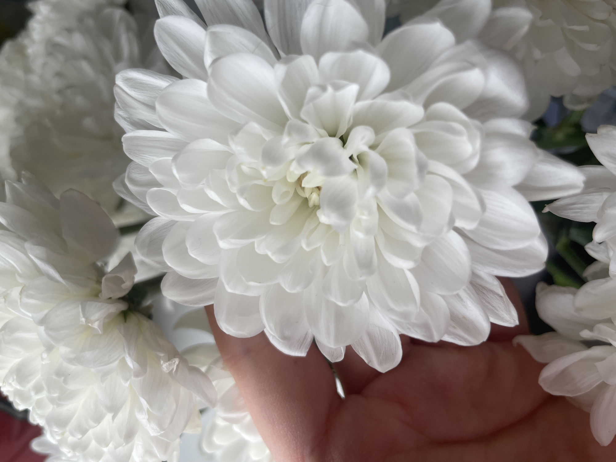 The image provides a close-up view of several white chrysanthemum flowers, with a human hand gently interacting with one of the blooms. The central focus is a large, fully open white chrysanthemum, showcasing numerous tightly packed, delicate petals. These petals are pure white, with subtle shadows and highlights that emphasize their soft, layered texture.
To the left and in the background, other white chrysanthemums are visible, slightly out of focus, creating a soft, floral depth. A human hand, with a light skin tone, is seen from below, partially cradling or holding the central flower. The fingers are visible, extending beneath the petals.
The lighting is soft and even, illuminating the flowers and the hand without harsh shadows, suggesting either diffused natural light or soft artificial lighting. No specific time of day or outdoor weather conditions can be determined from the visual evidence. The scene appears to be an indoor setting, likely a home or flower shop, where the flowers are being admired or arranged. There is no visible text in the image. While the location context is Chaikovsky, Russia, no specific landmarks or features of the city are present within the photograph itself. The image conveys a sense of natural beauty and gentle human interaction with the flowers.