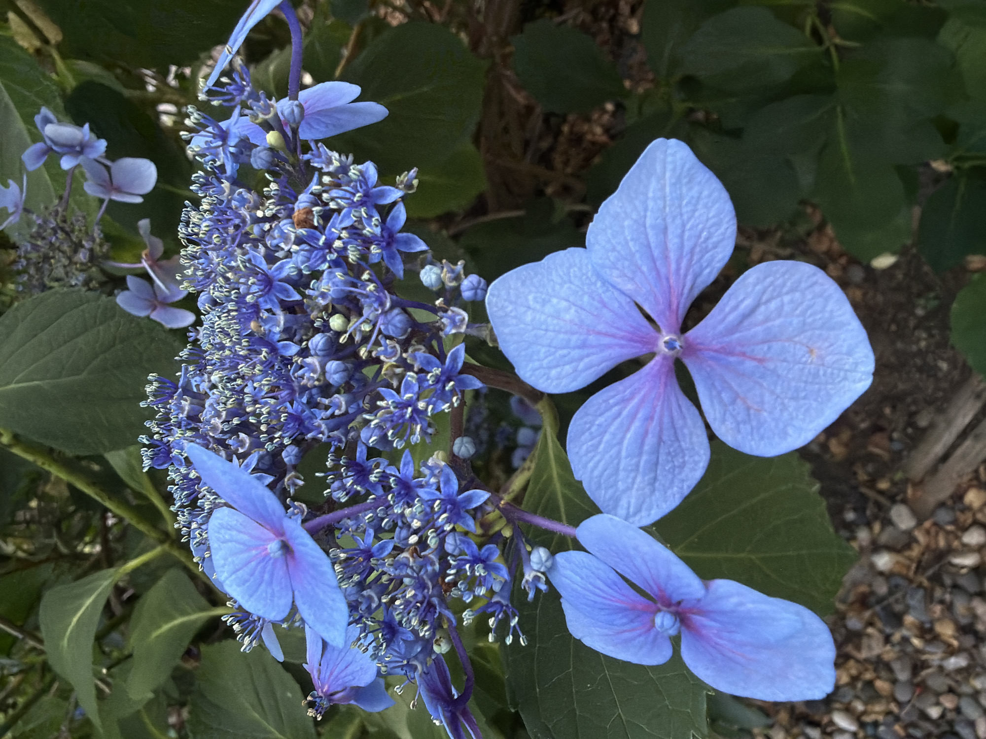 The image displays a close-up of vibrant blue hydrangea flowers set against a backdrop of lush green foliage and a hint of gravel and wood in the foreground. The flowers are detailed, showing the delicate structure of their petals and the clustered smaller blossoms that form a larger bloom. The lighting suggests it's daytime, and the focus is sharp on the flowers, with the background slightly blurred. There are no people or discernible actions occurring. The environment appears to be a garden or natural setting. The location in the city of New Westminster, Canada, is not visually indicated in the image.