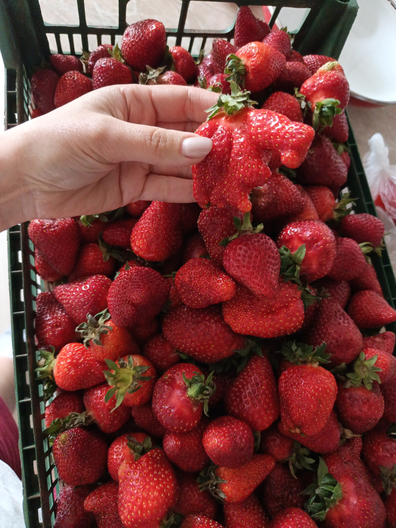 A high-angle, close-up shot shows a green plastic crate filled with ripe, red strawberries. A light-skinned hand with manicured nails (beige polish) reaches into the crate, holding up a large, oddly shaped strawberry. The strawberries in the crate vary slightly in size and shape, many with green stems attached. Some white objects are partially visible in the upper right corner of the image. The photograph appears to have been taken indoors, though the exact location cannot be determined from the image alone and the location of Goryachiy Klyuch, Russia, cannot be confirmed.