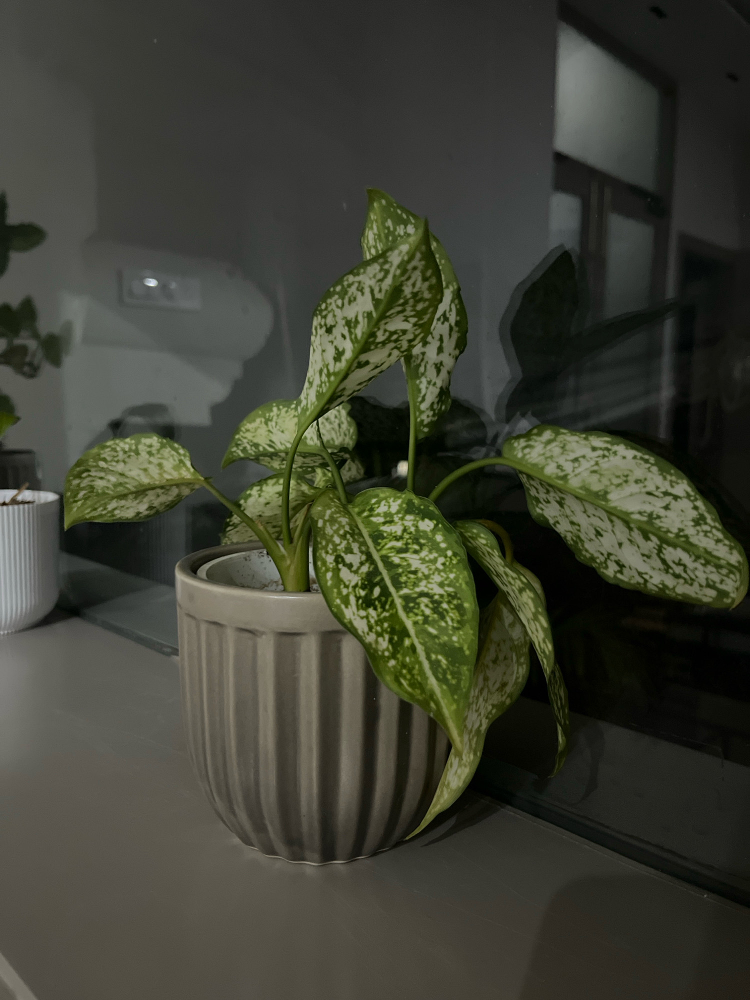 The image shows a potted plant with variegated green and white leaves, placed on a gray surface. The plant is in a ribbed gray pot. Behind the plant, a dark surface reflects light, showing a faint outline of what appears to be a window with vertical blinds and possibly some furniture. The scene is dimly lit, with subtle reflections in the background. There are no people or animals visible in the image. The location is not specified within Firozpur, India, and the image does not contain any details that would allow for a specific forensic analysis of its location within the city.