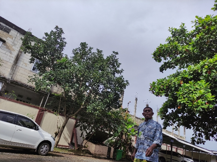 An outdoor, eye-level shot in Kepanjen, Indonesia, features an elderly man, a white car, and several trees set against a multi-story building under an overcast sky.

The primary subject is an elderly man positioned slightly to the right of the frame, facing forward with a neutral expression. He wears a long-sleeved, blue and white patterned shirt over light-colored (possibly yellow or beige) trousers or a sarong. A white rectangular badge or card, with illegible text, hangs around his neck.

To the left, a white multi-purpose vehicle (MPV), common in Southeast Asia, is parked, with its front end partially visible. Behind the car and extending towards the center of the image is a large tree with a dense green canopy. Another prominent tree with large, rich green leaves, some showing reddish hues, occupies the right side of the frame. Smaller shrubs and foliage are also visible near the ground.

In the background, a light-colored, multi-story building with visible signs of age and wear (stains, weathered surfaces) spans the left and central parts of the image. It features multiple windows and what appear to be balconies or recessed areas. A low wall or fence with a light brown base and a dark top separates the foreground from the building. The ground in the foreground appears to be unpaved or lightly paved. The sky is largely overcast and grey, indicating a cloudy daytime setting. No direct sunlight is apparent.