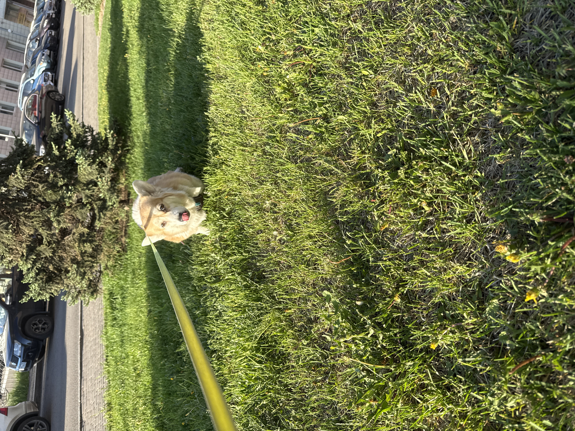 This media file presents a vibrant outdoor scene featuring a small, light-colored dog on a leash. The dog, appearing to be a Corgi or similar breed with tan and white fur, is positioned on a lush green grassy patch, looking upwards with its mouth slightly open and tongue out, conveying a happy and engaged expression. A bright yellow/lime green leash extends from the dog's collar towards the top of the frame.
The setting is an urban or suburban street in Krasnoyarsk, Russia. Adjacent to the grassy area on the left is a paved sidewalk or path, alongside which a row of cars is parked. These vehicles, including various sedans and SUVs, are visible with parts of residential or commercial buildings forming the backdrop on the far left. A large green bush or small tree stands between the grass and the parked cars, casting a long shadow across the ground.
The time of day is characterized by strong, warm sunlight, indicated by the distinct, elongated shadows cast by the trees and cars, suggesting either morning or late afternoon. The weather is clear and sunny. The grass is well-maintained and green, with occasional small yellow wildflowers interspersed. No visible text is present in the image. The overall atmosphere is cheerful and relaxed, focusing on the dog enjoying its outdoor excursion.