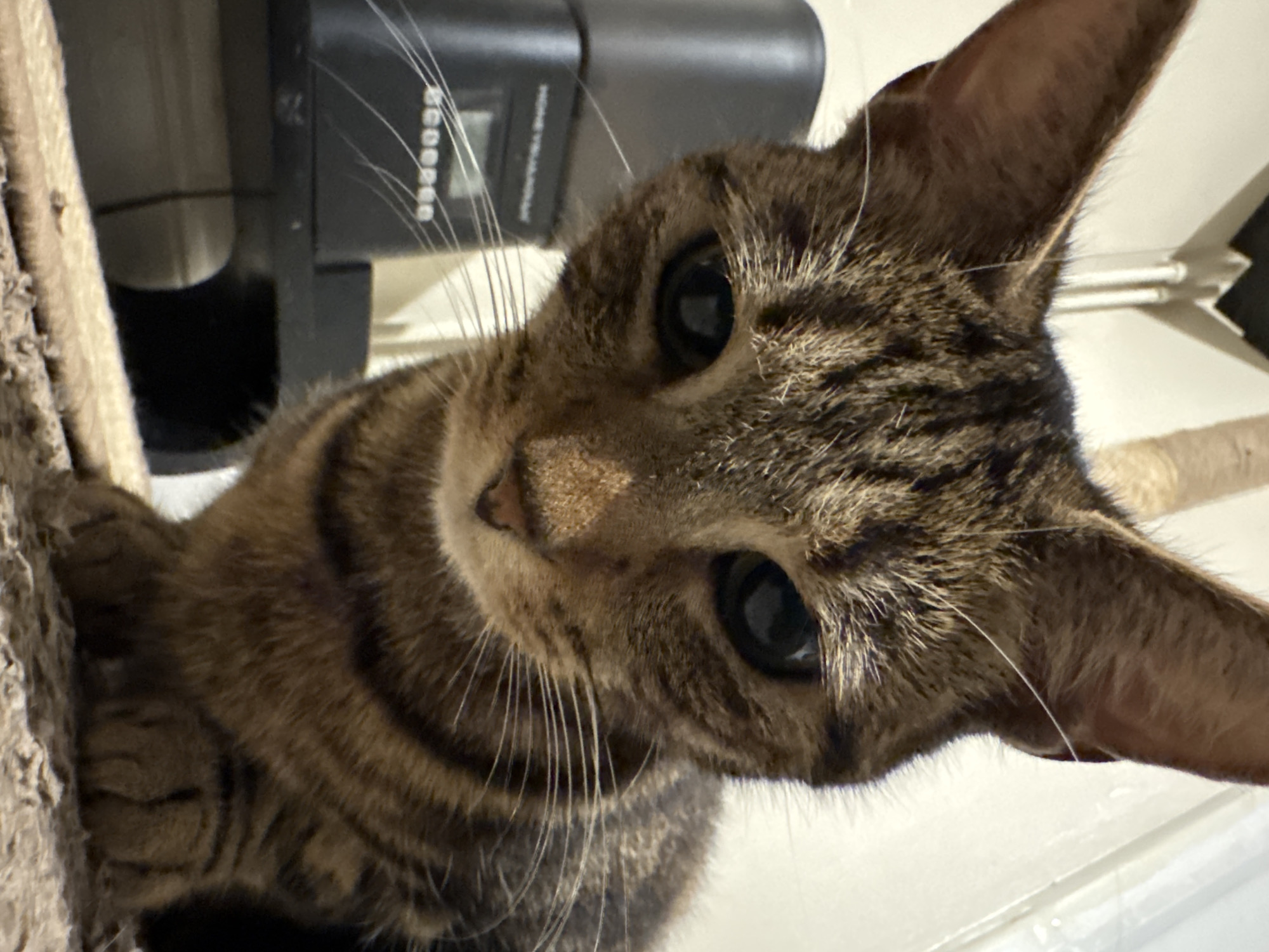 A close-up, upward-angled photograph captures a domestic tabby cat with brown and black striped fur, looking directly towards the viewer. The cat's head is tilted slightly, and its large, dark eyes appear curious and engaged. Prominent white whiskers fan out from its muzzle. One of the cat's front paws is visible on the left side of the frame, resting on a textured, rope-wrapped object, likely part of a cat tree or scratching post.
In the blurred background, behind the cat's head, a dark electronic device is visible, possibly a router or security camera, with white text, including "ECOOPO," partially discernible on its side. A light-colored wall or surface is also visible in the background. The lighting suggests an indoor setting. The scene evokes a sense of direct interaction or a moment of playful curiosity from the cat in Desborough, United Kingdom.