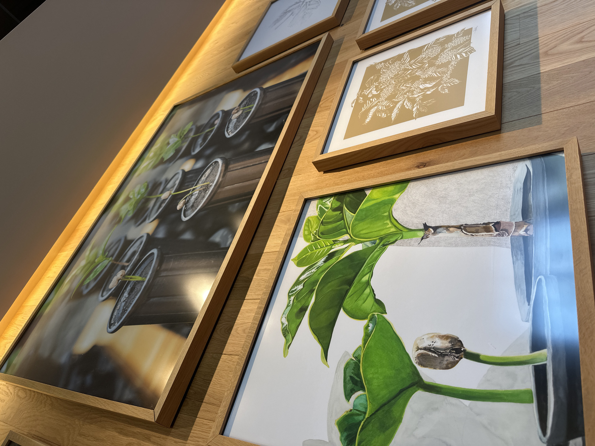 The image displays a collection of framed artwork mounted on a light-colored wooden wall. The artwork appears to be a series of botanical illustrations or photographs, with a focus on plant growth and leaves. In the foreground, a framed piece depicts a close-up of a coffee bean sprouting with two large green leaves emerging from a pot, and a second plant stem with leaves in a pot. To the right, other framed pieces feature intricate white line drawings of foliage on a tan background, and further to the right, a sketch of a plant. Above these, a large framed image shows a series of seedlings in dark pots, bathed in warm light. The overall scene suggests an indoor setting, possibly a cafe or a retail space, given the warm lighting and the nature of the artwork. The specific location of McHenry, United States of America, is not visually identifiable from the provided image.