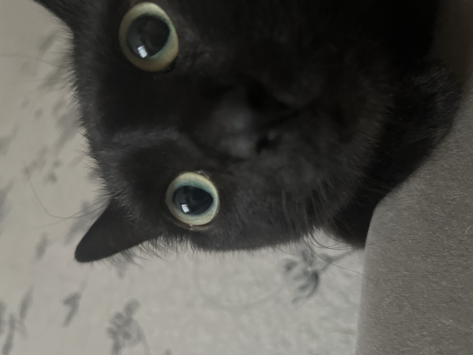 A black cat's face is seen close-up, upside down, filling most of the frame. The cat has large, round, greenish-yellow eyes with black pupils. Its nose is dark and its fur is black. The background is a white surface with a light floral pattern. A light gray solid object, possibly fabric, is in the lower right corner. No information about Chaikovsky, Russia can be determined from the image.