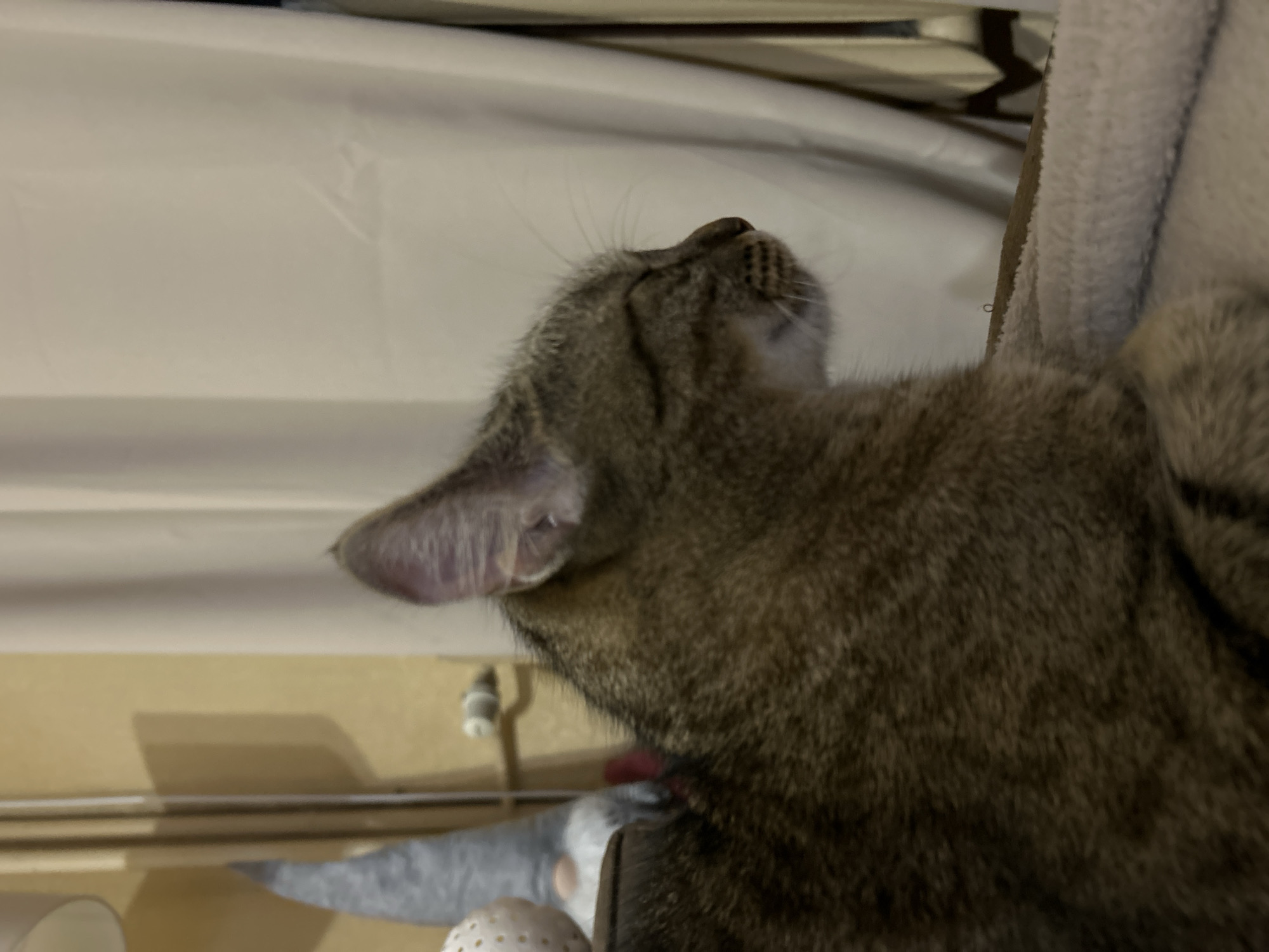 The image shows a tabby cat with its eyes closed, resting on a fuzzy blanket. In the background, there is a white curtain, a gnome figurine, and a lampshade. The scene is indoors, possibly in a residential setting. The cat appears to be a domestic shorthair, with typical tabby markings of brown and black stripes. The cat's fur is dense and appears well-groomed. The background objects suggest a home environment with decorative elements. There are no people visible in the image. The lighting is dim, creating a soft and relaxed atmosphere. The location of Sofia, Bulgaria is not indicated in the image.