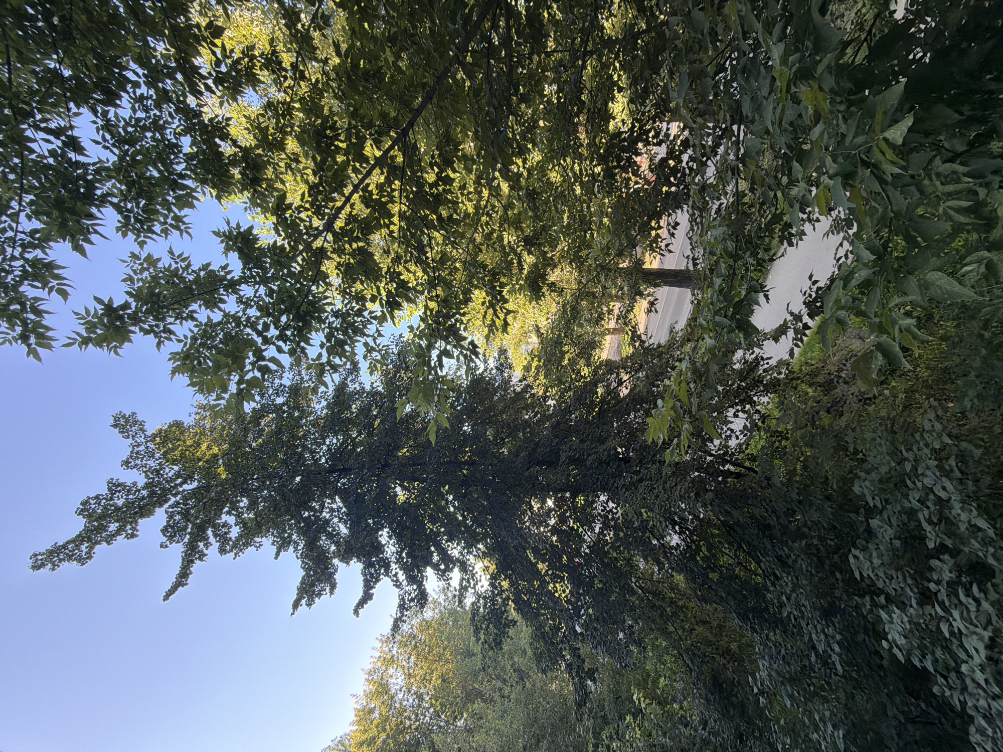 The image shows a view of trees and a street in a city. The trees are lush and green, with some sunlight filtering through the leaves. The street is visible in the background, with a few cars parked on the side. The sky is clear and blue. The overall impression is one of a peaceful and serene urban environment.