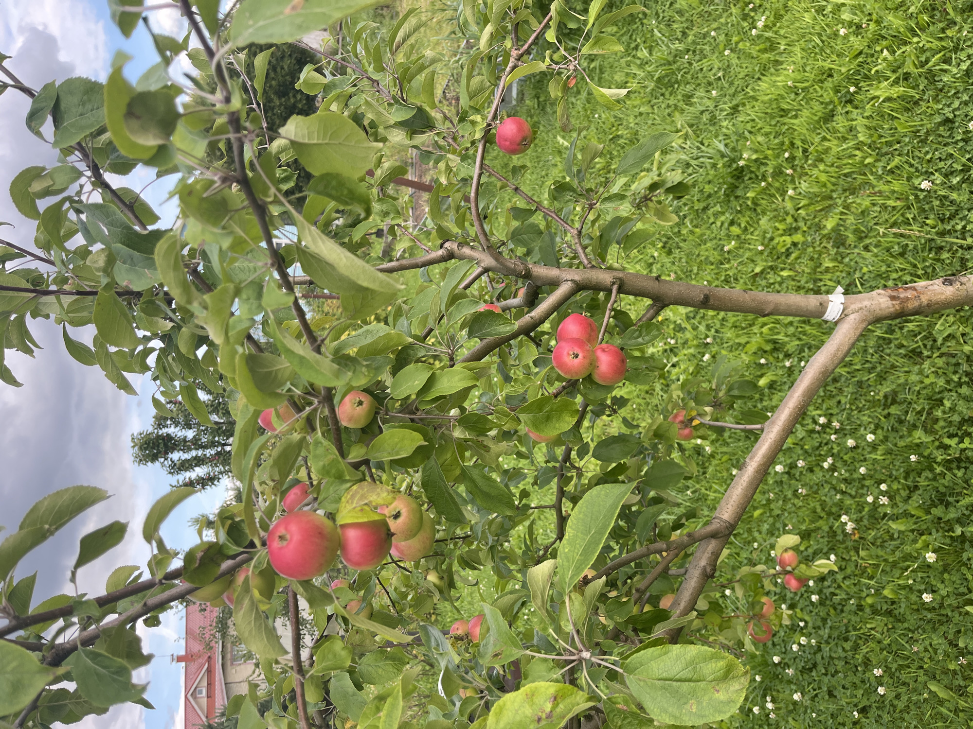 An apple tree with red and green apples is in the foreground of a yard with green grass and white clover. A house with a red roof is in the background. The sky is cloudy. The image is tagged with the location Vladimirovka, Russia.